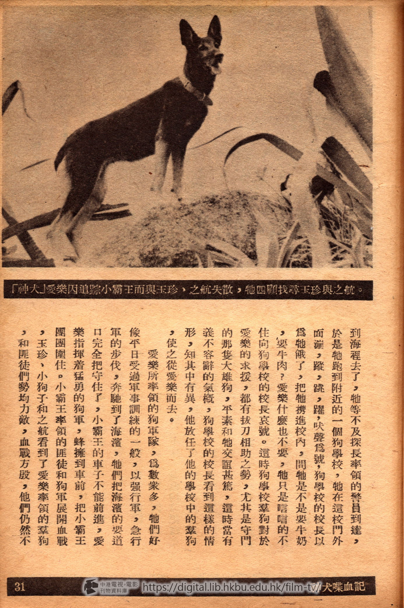 捲動滑鼠可以縮放圖片 - 神犬喋血記 - 頁31