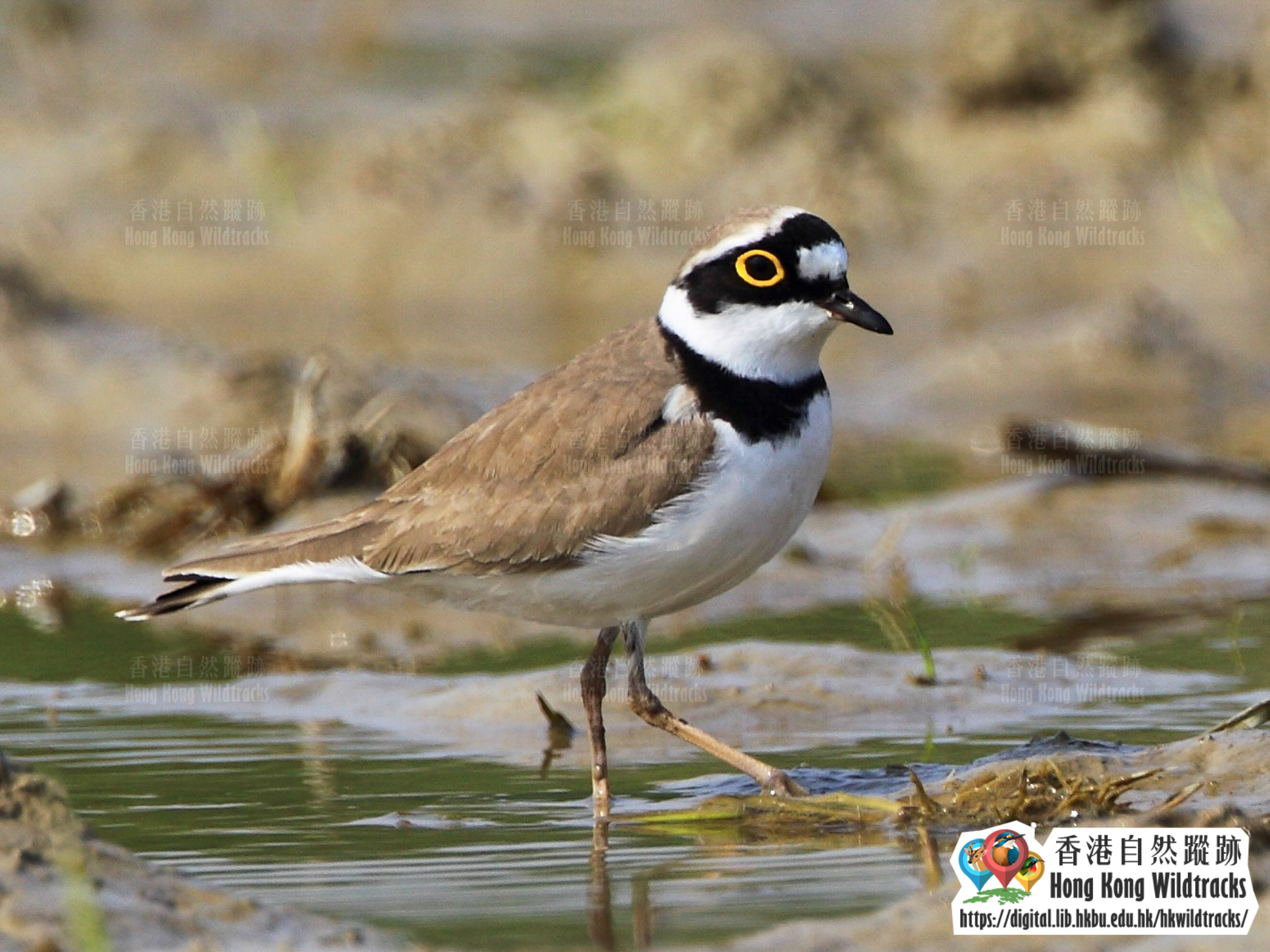 Little Ringed Plover Photo credit:  Chung Wing Kin