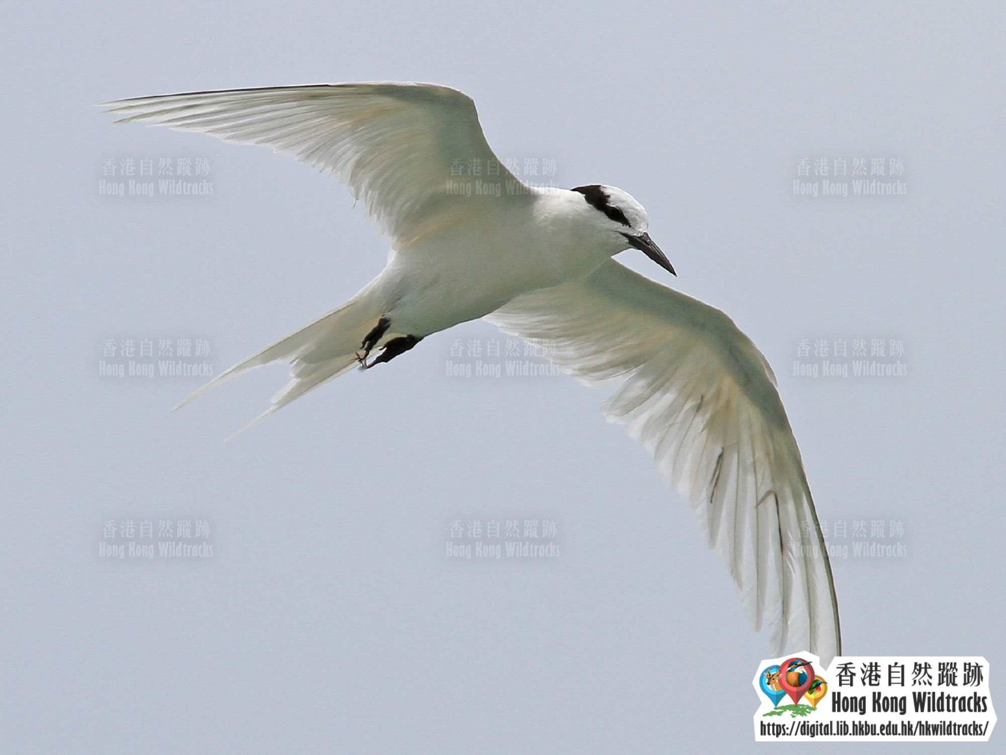 Black-naped Tern Photo credit:  Chung Yun Tak