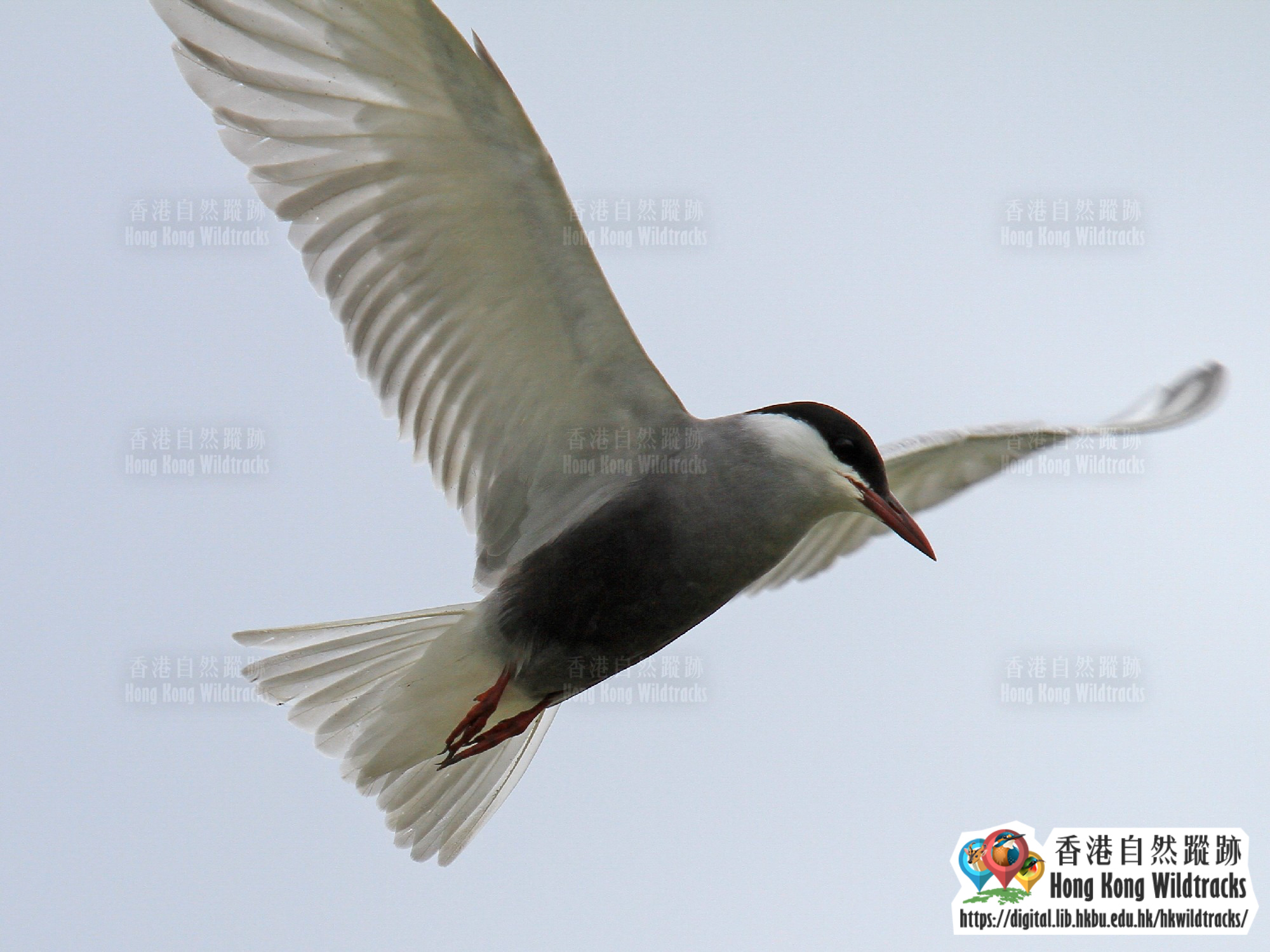 鬚浮鷗 Whiskered Tern