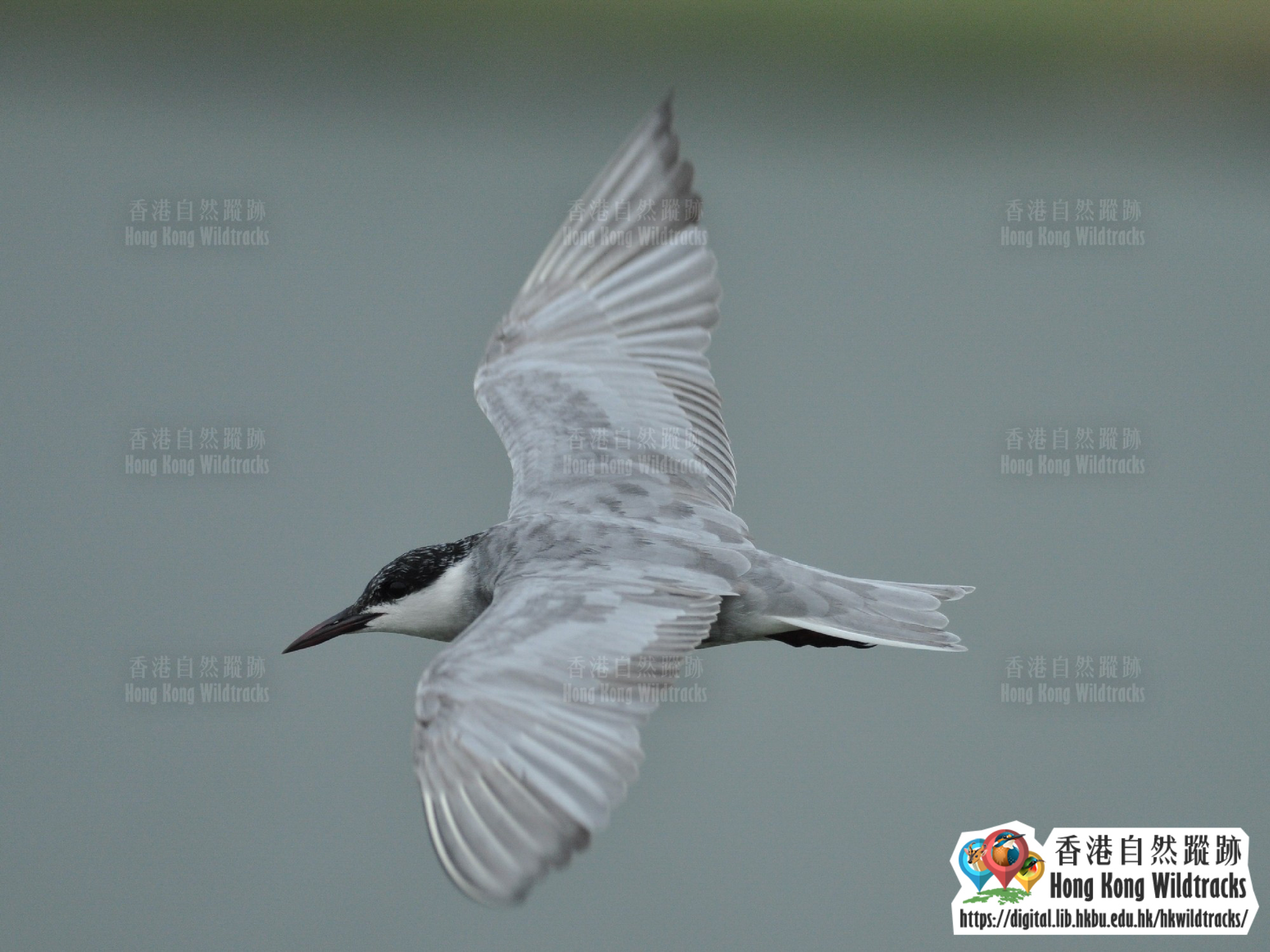 鬚浮鷗 Whiskered Tern
