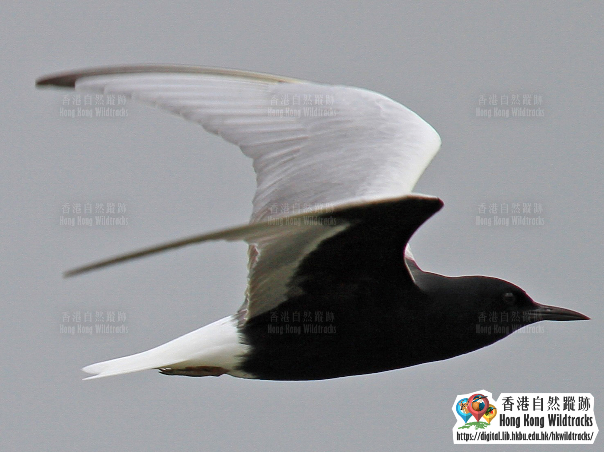 白翅浮鷗 White-winged Tern