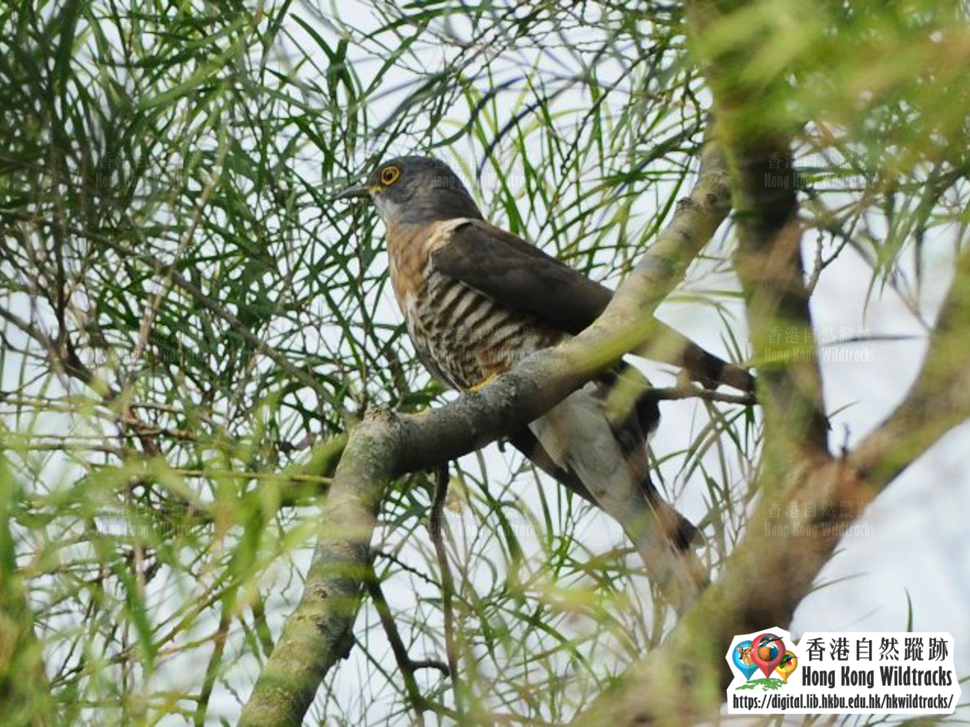 大鷹鵑 Large Hawk-cuckoo