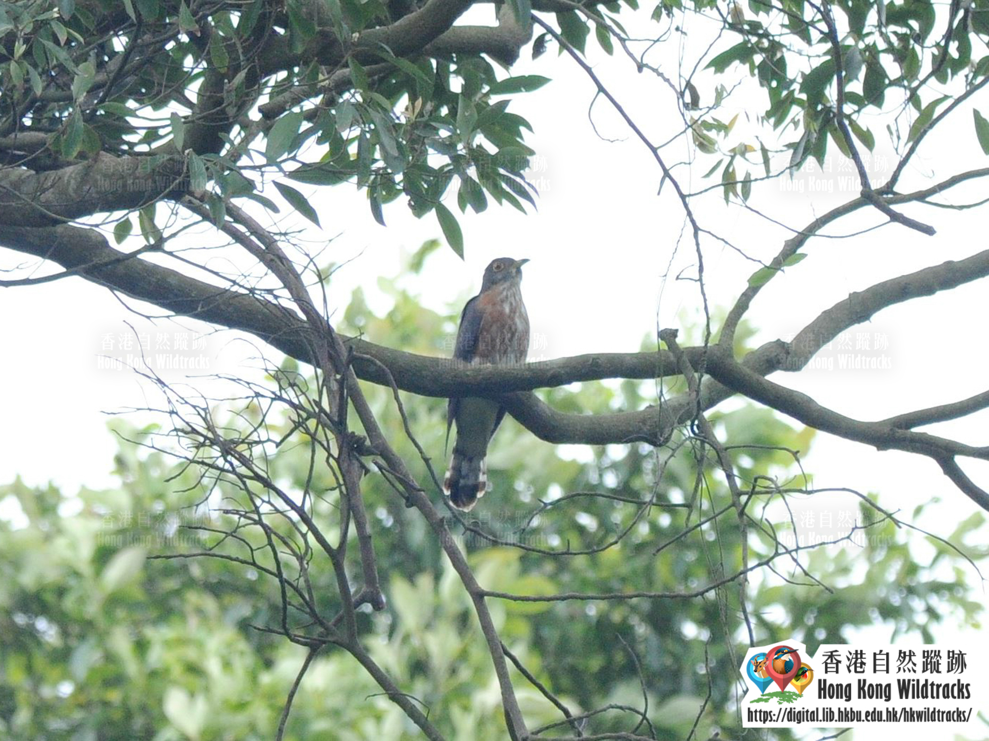 霍氏鷹鵑 Hodgson's Hawk-cuckoo