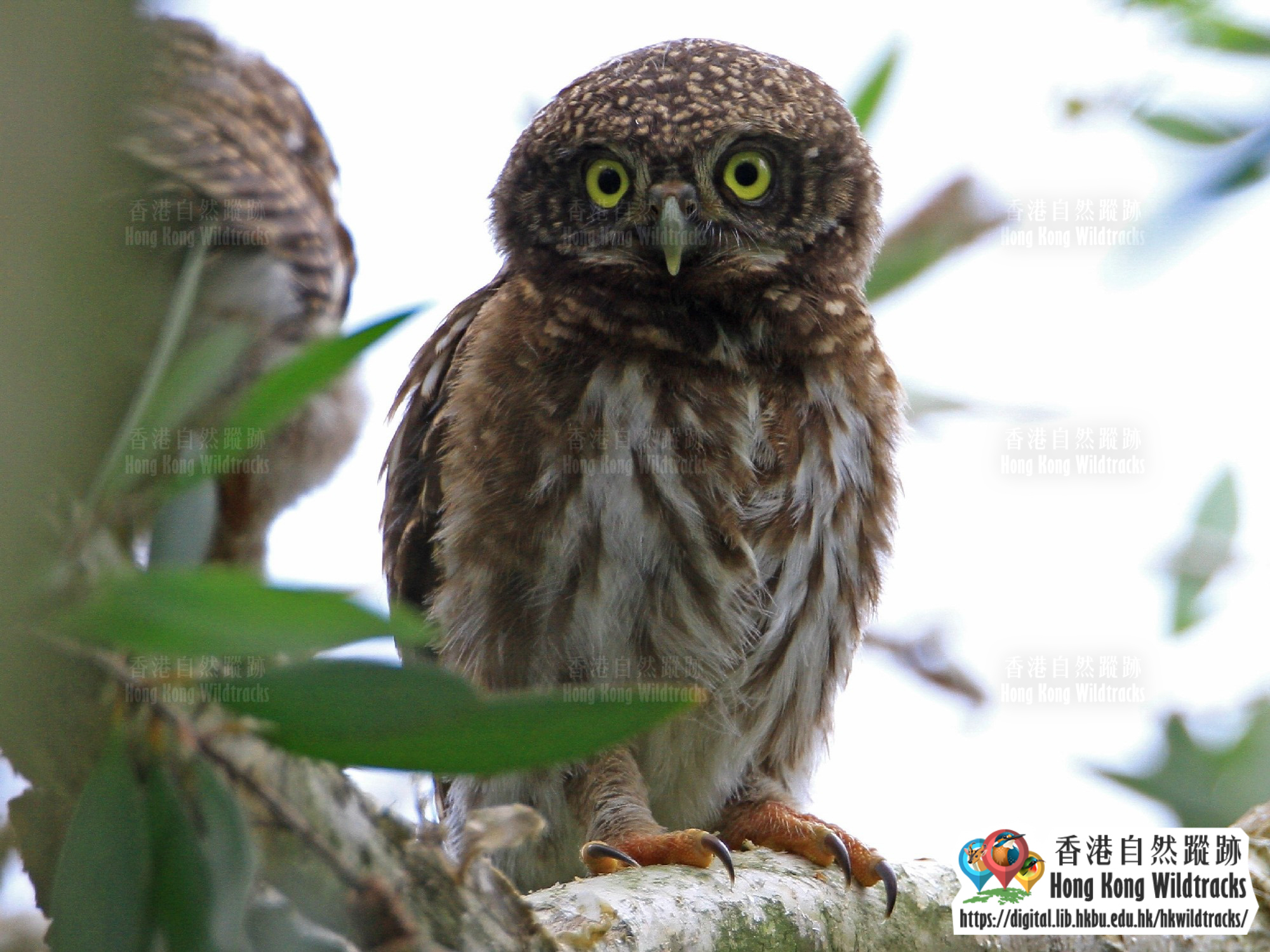 斑頭鵂鶹 Asian Barred Owlet