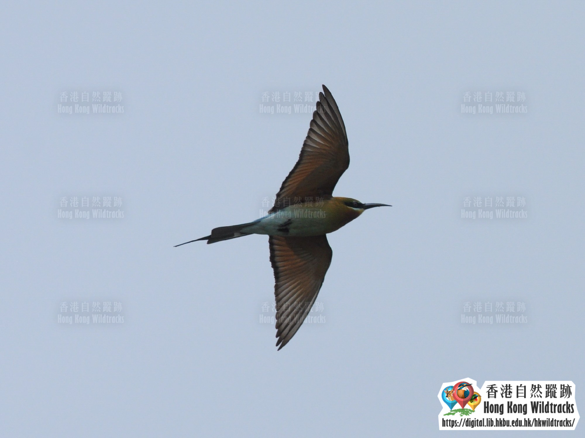 栗喉蜂虎 Blue-tailed Bee-eater