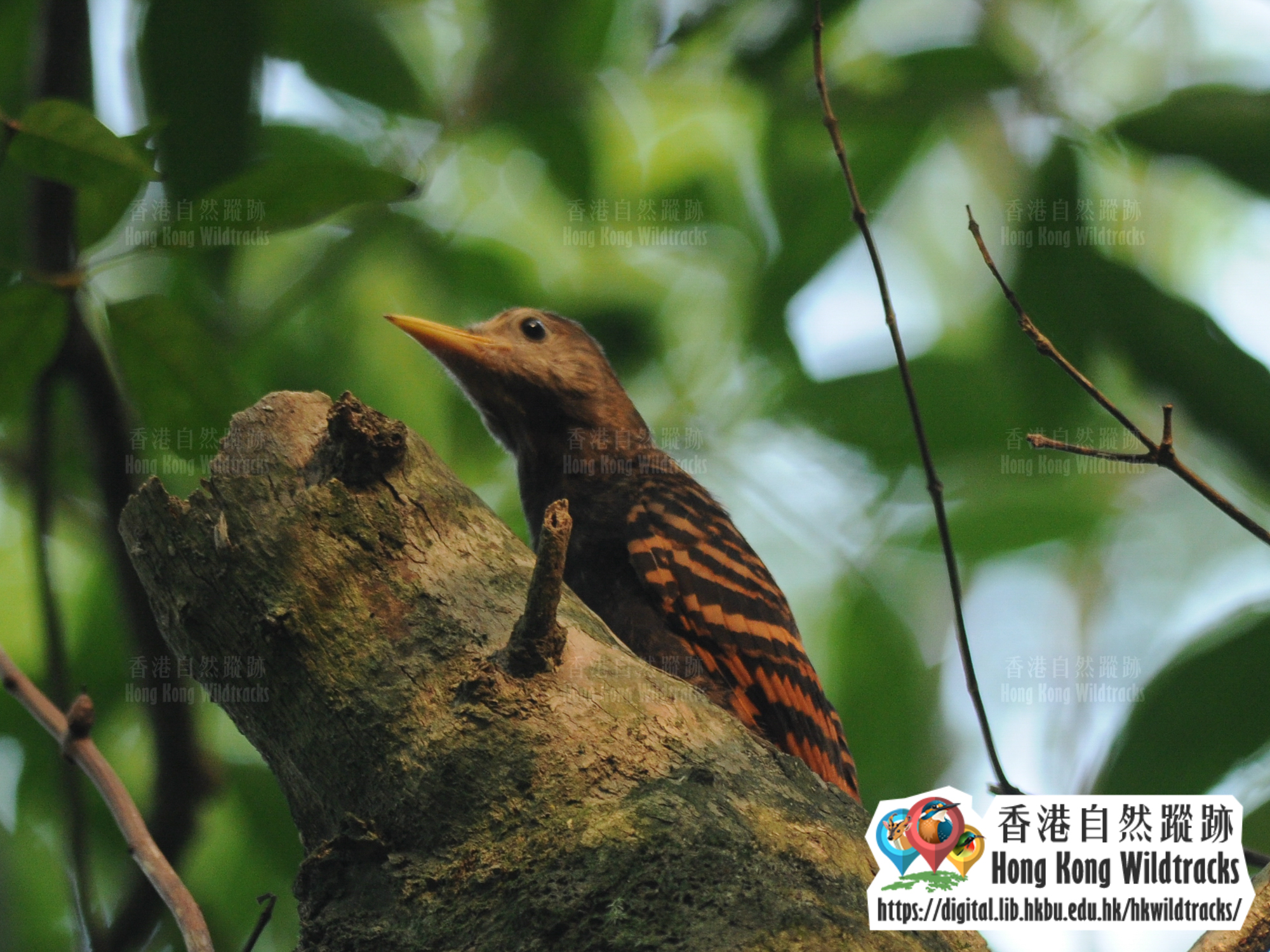 Bay Woodpecker Photo credit:  Ivan Tse