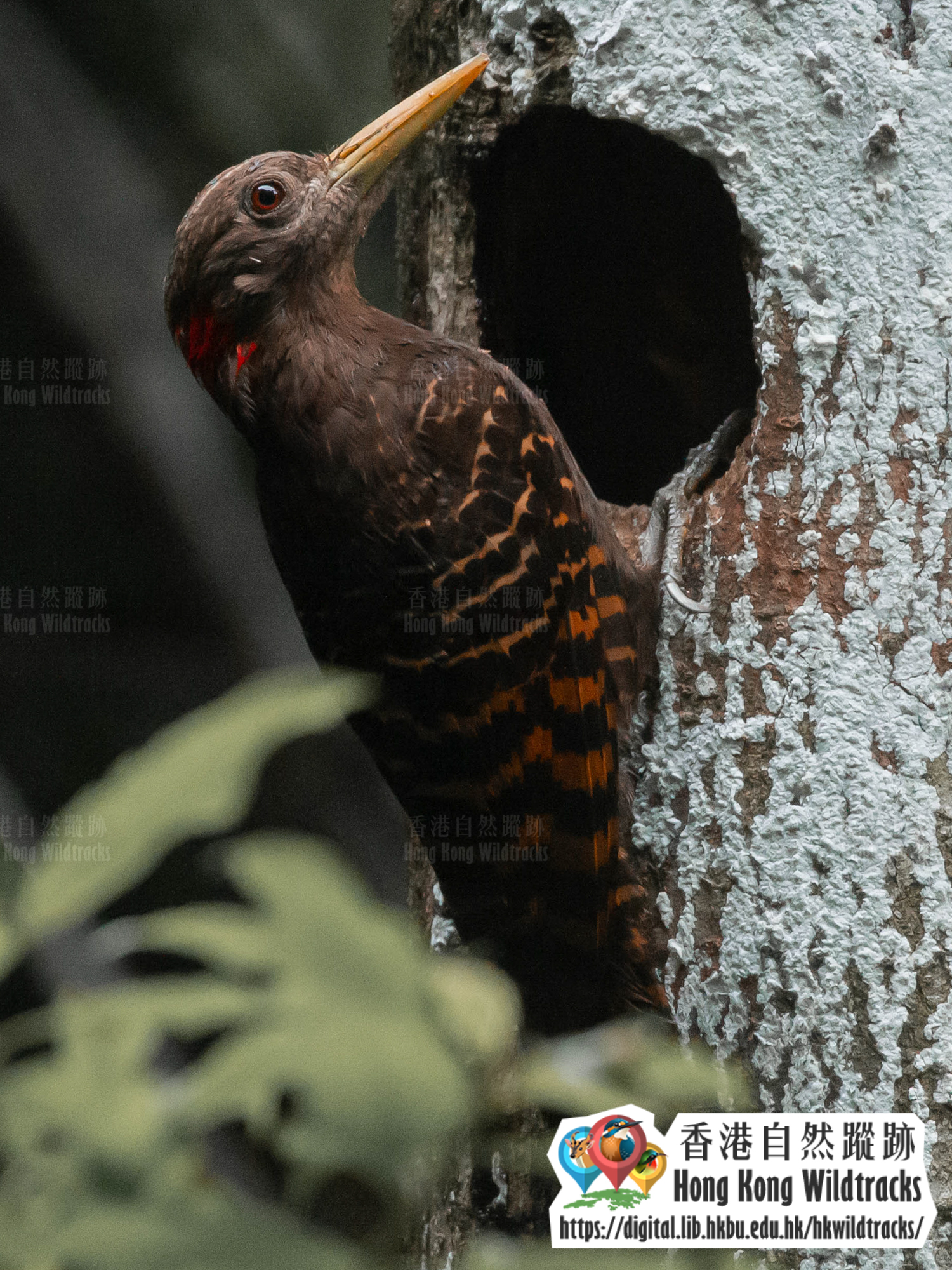 黃嘴栗啄木鳥 Bay Woodpecker