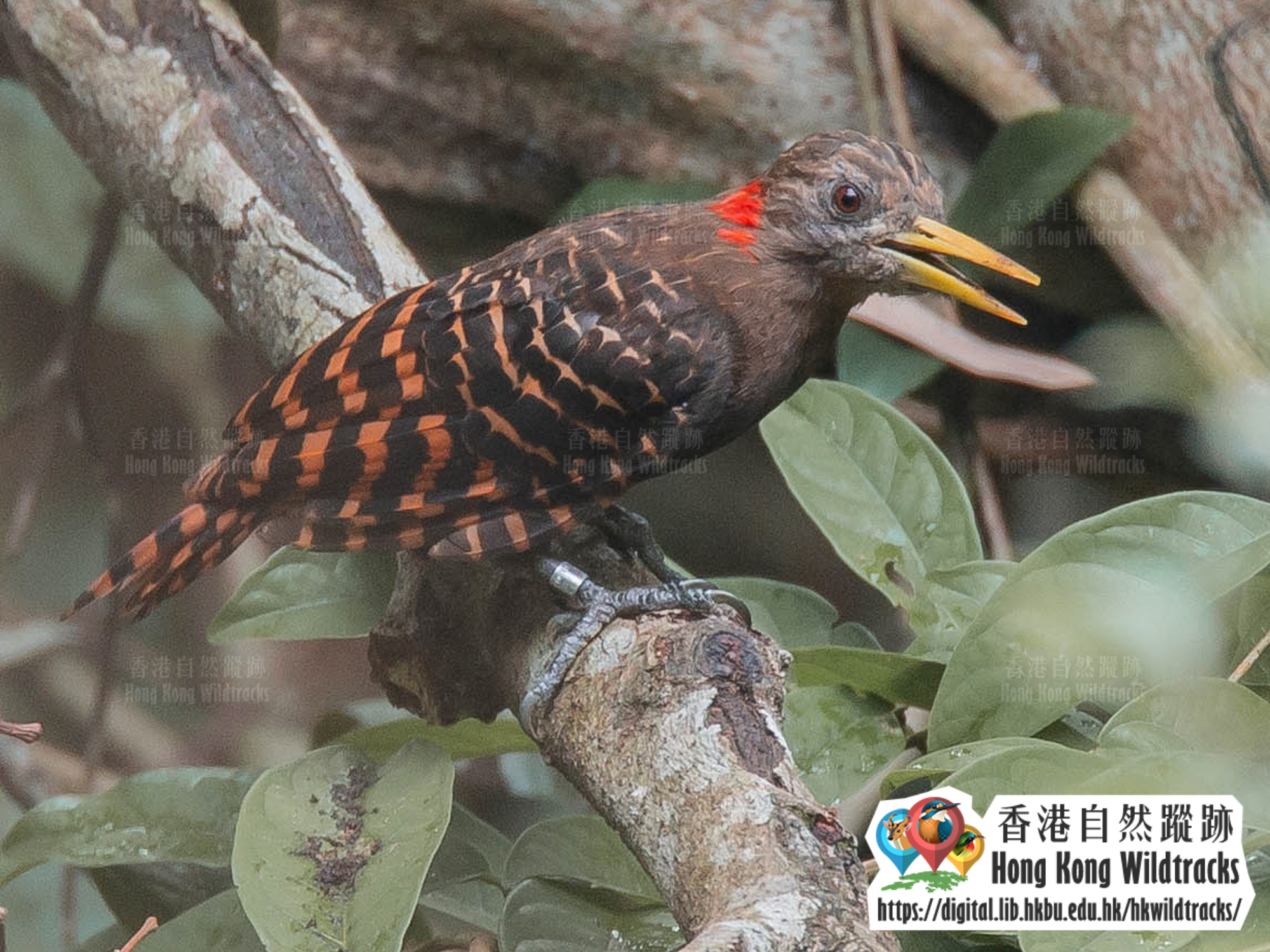 Bay Woodpecker Photo credit:  Kwok Tsz Ki