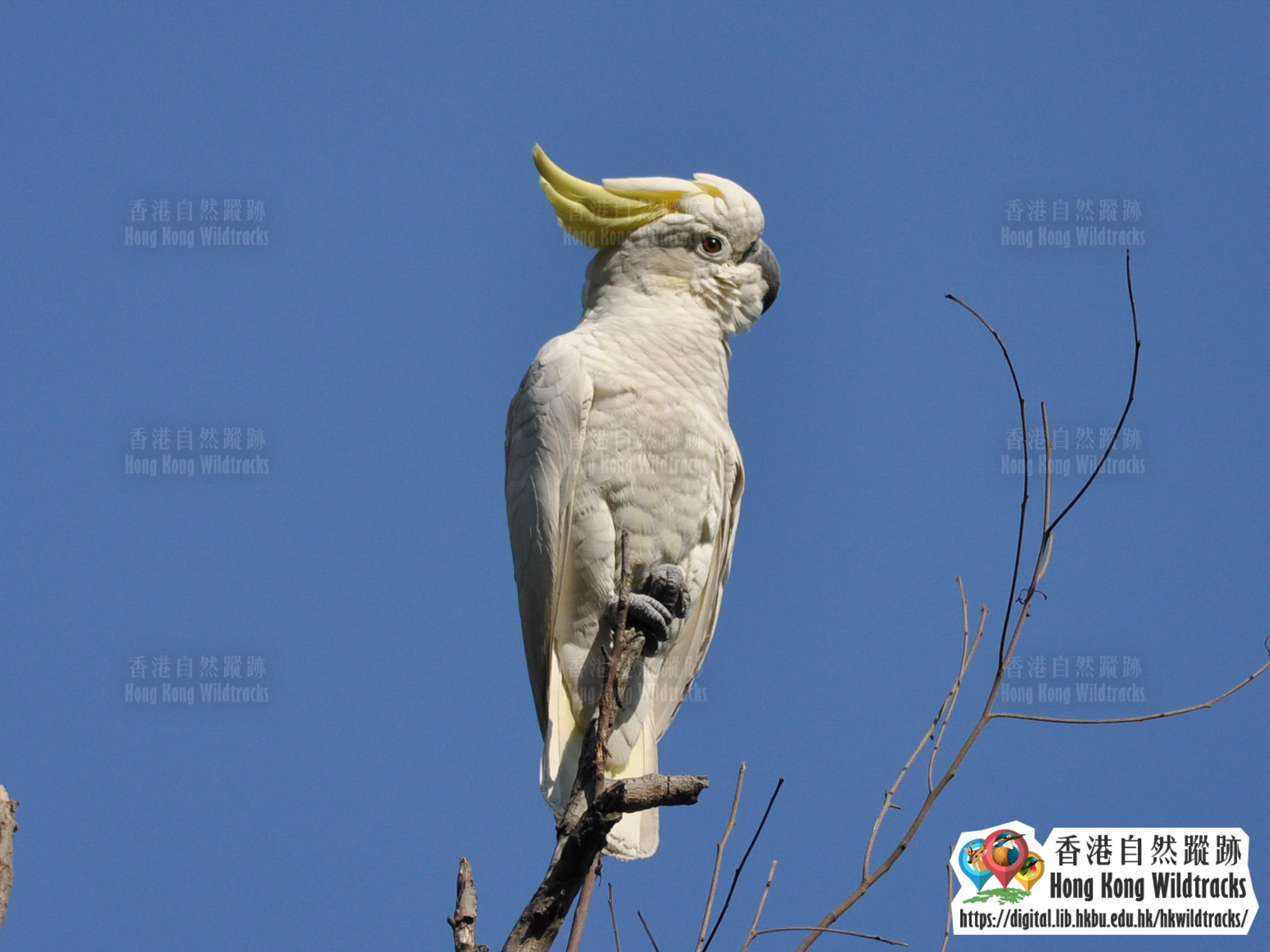 小葵花鳳頭鸚鵡 Yellow-crested Cockatoo