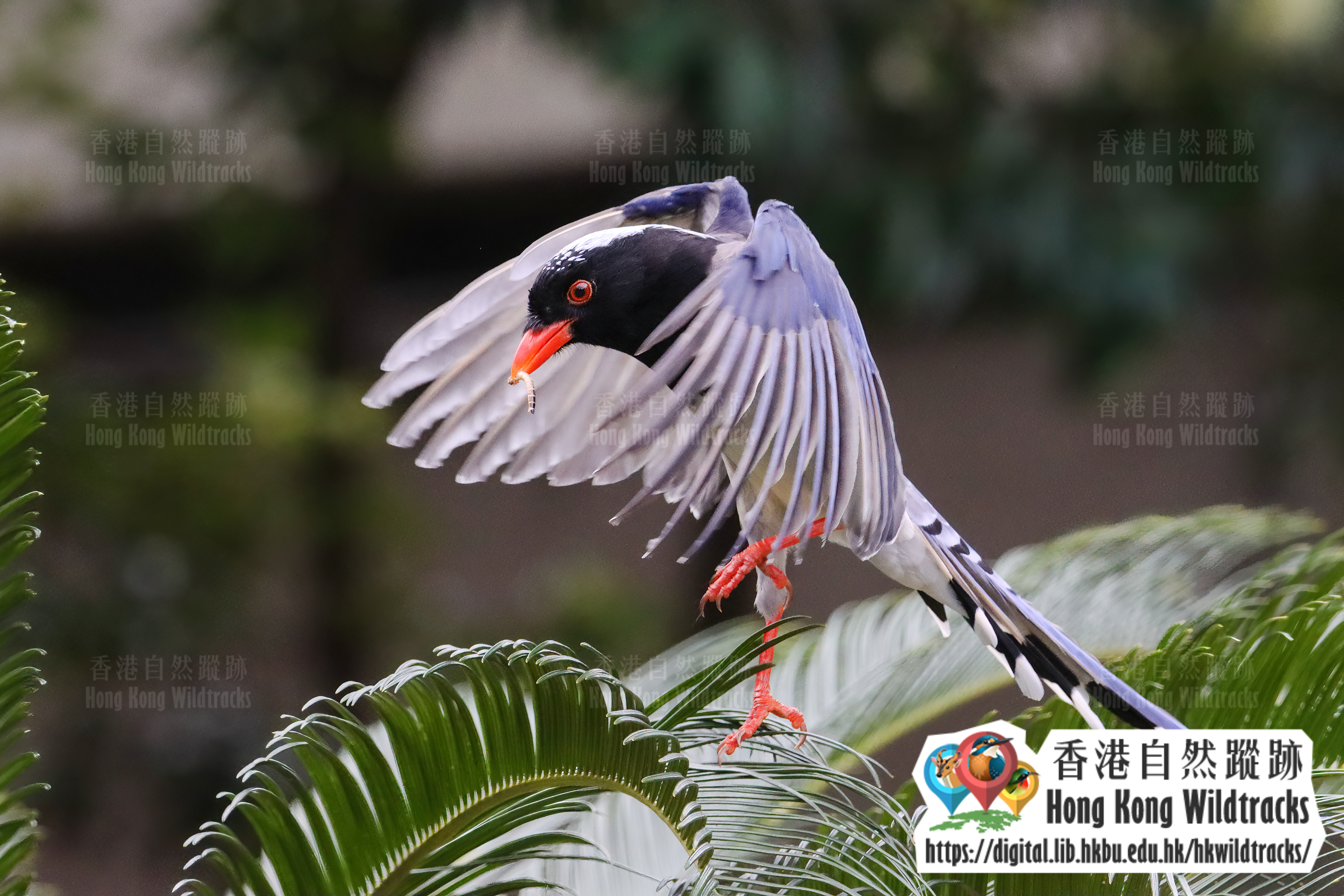 紅嘴藍鵲 Red-billed Blue Magpie