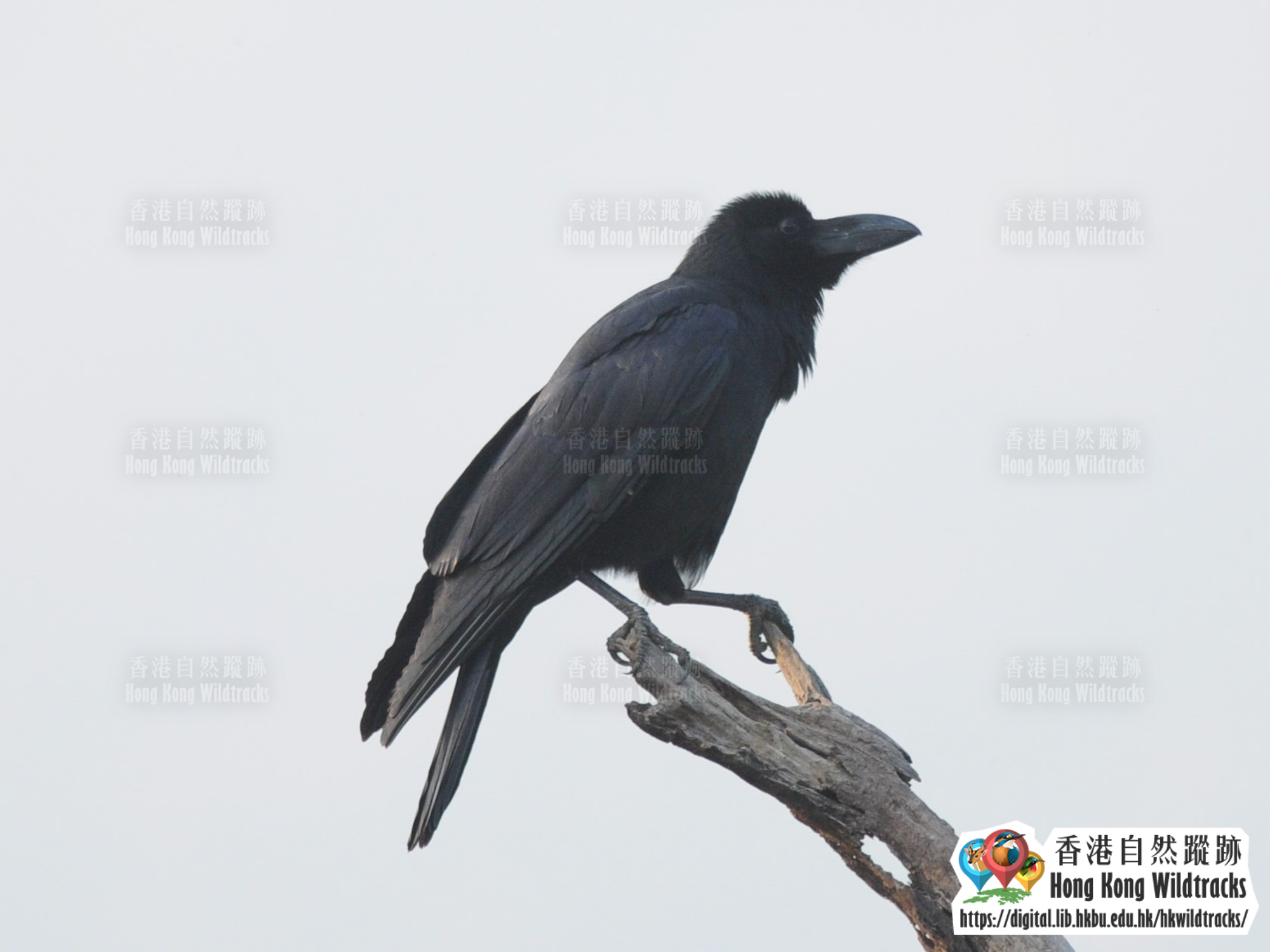 大嘴烏鴉 Large-billed Crow
