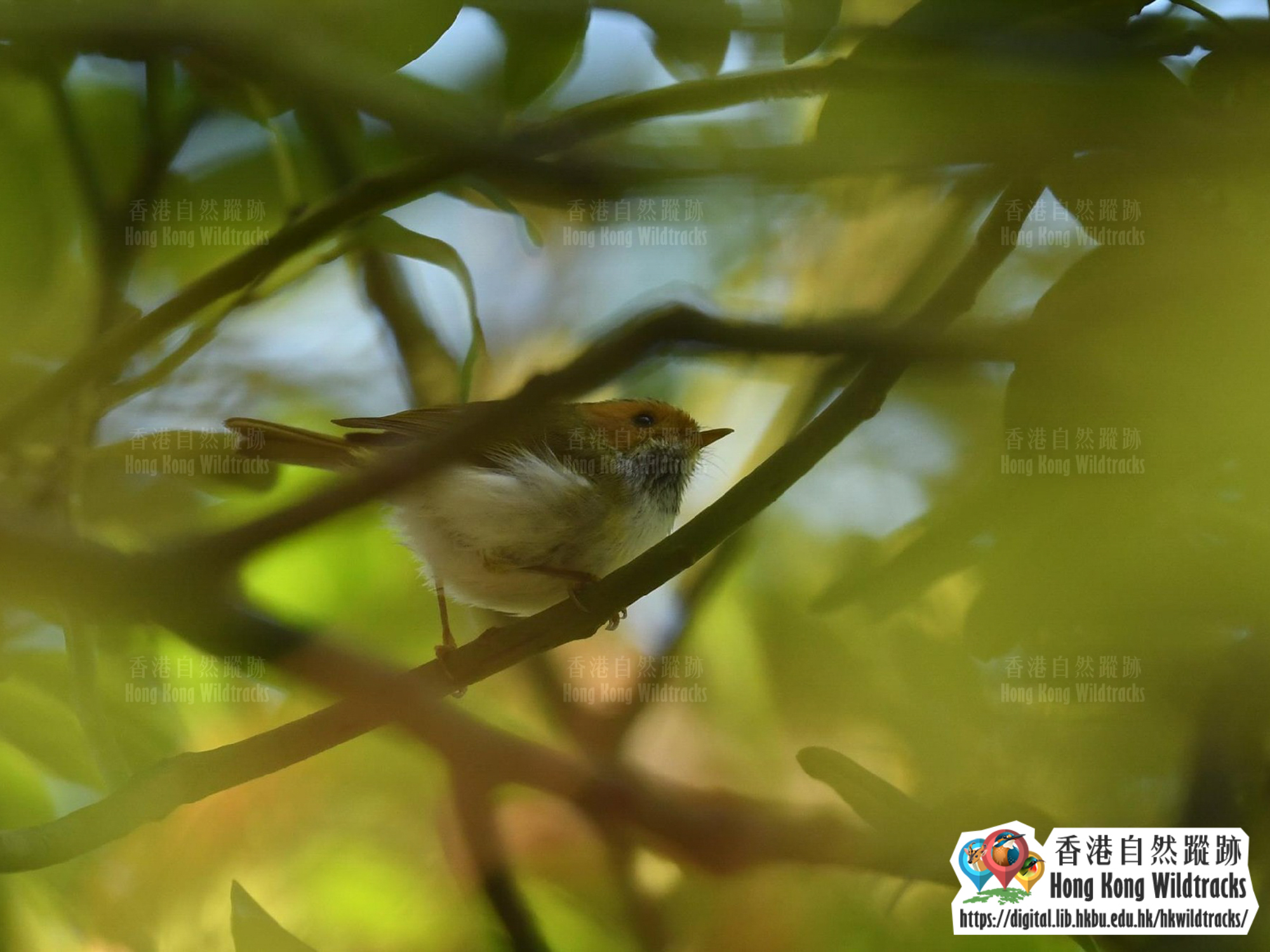 棕臉鶲鶯 Rufous-faced Warbler