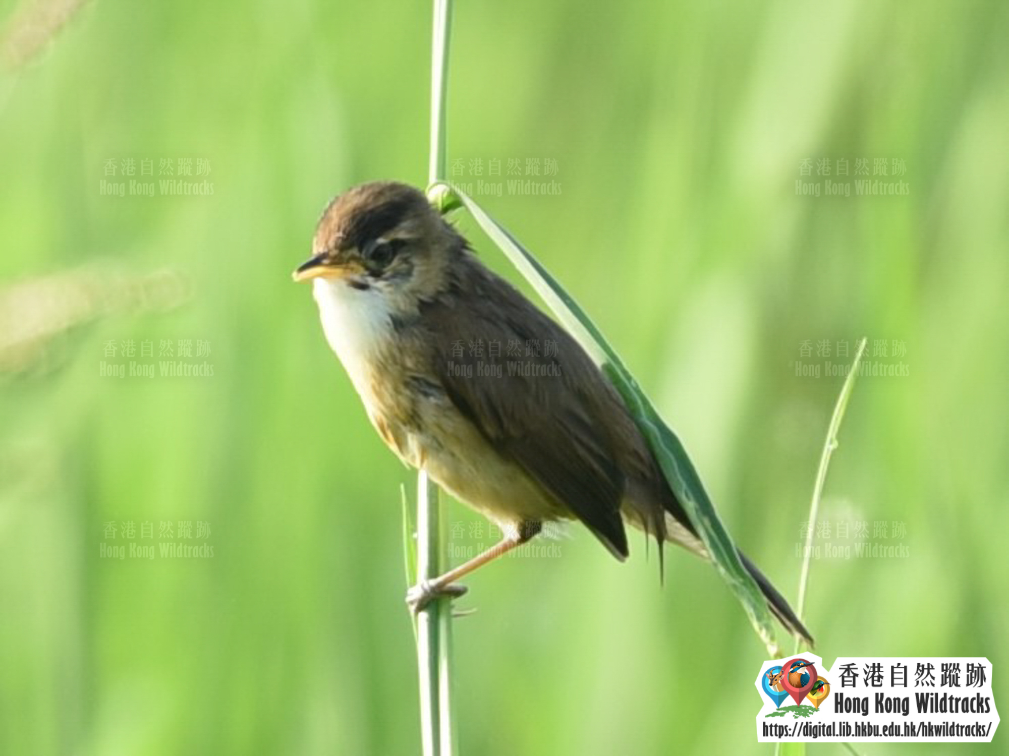 黑眉葦鶯 Black-browed Reed Warbler