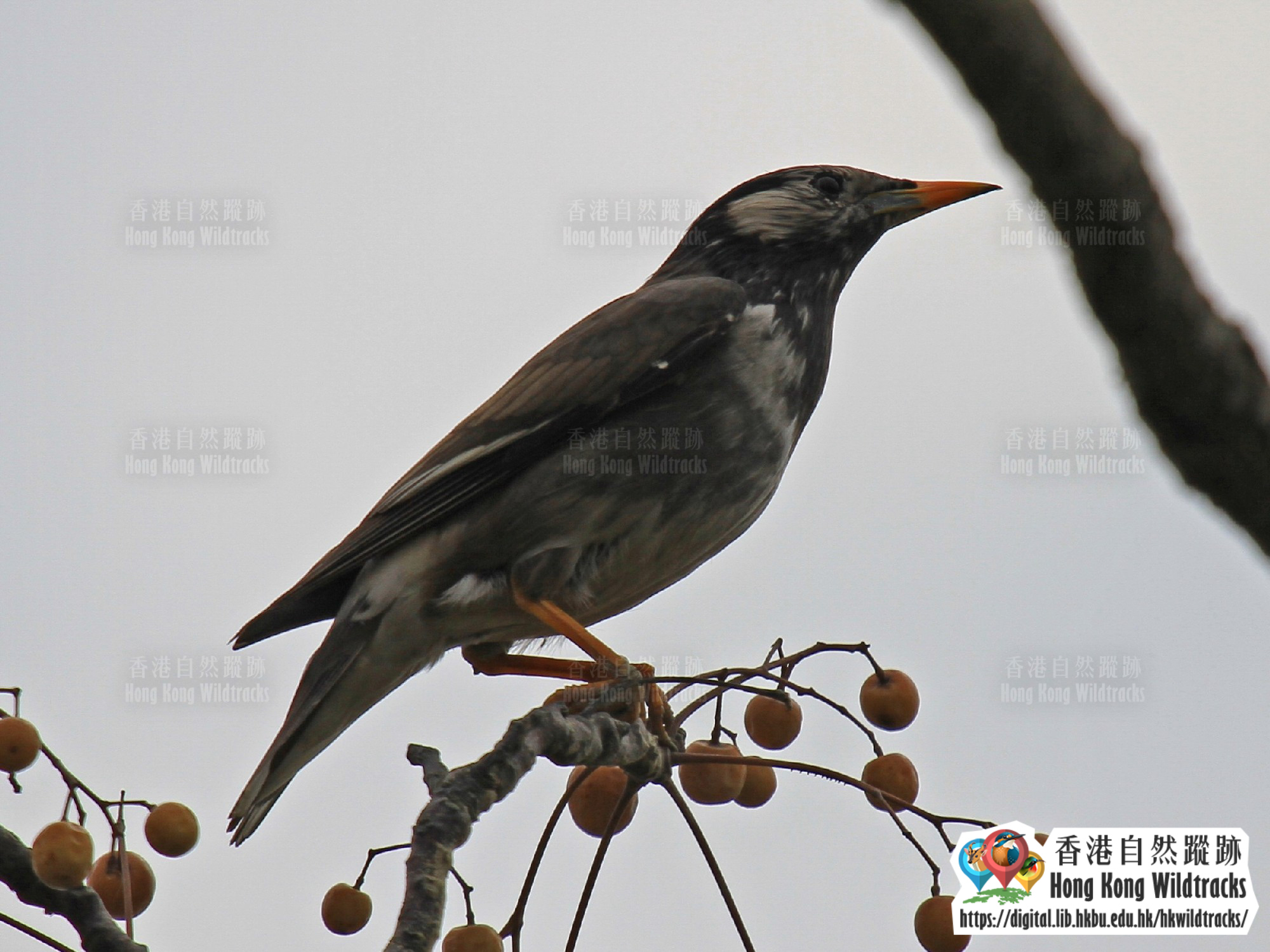 灰椋鳥 White-cheeked Starling