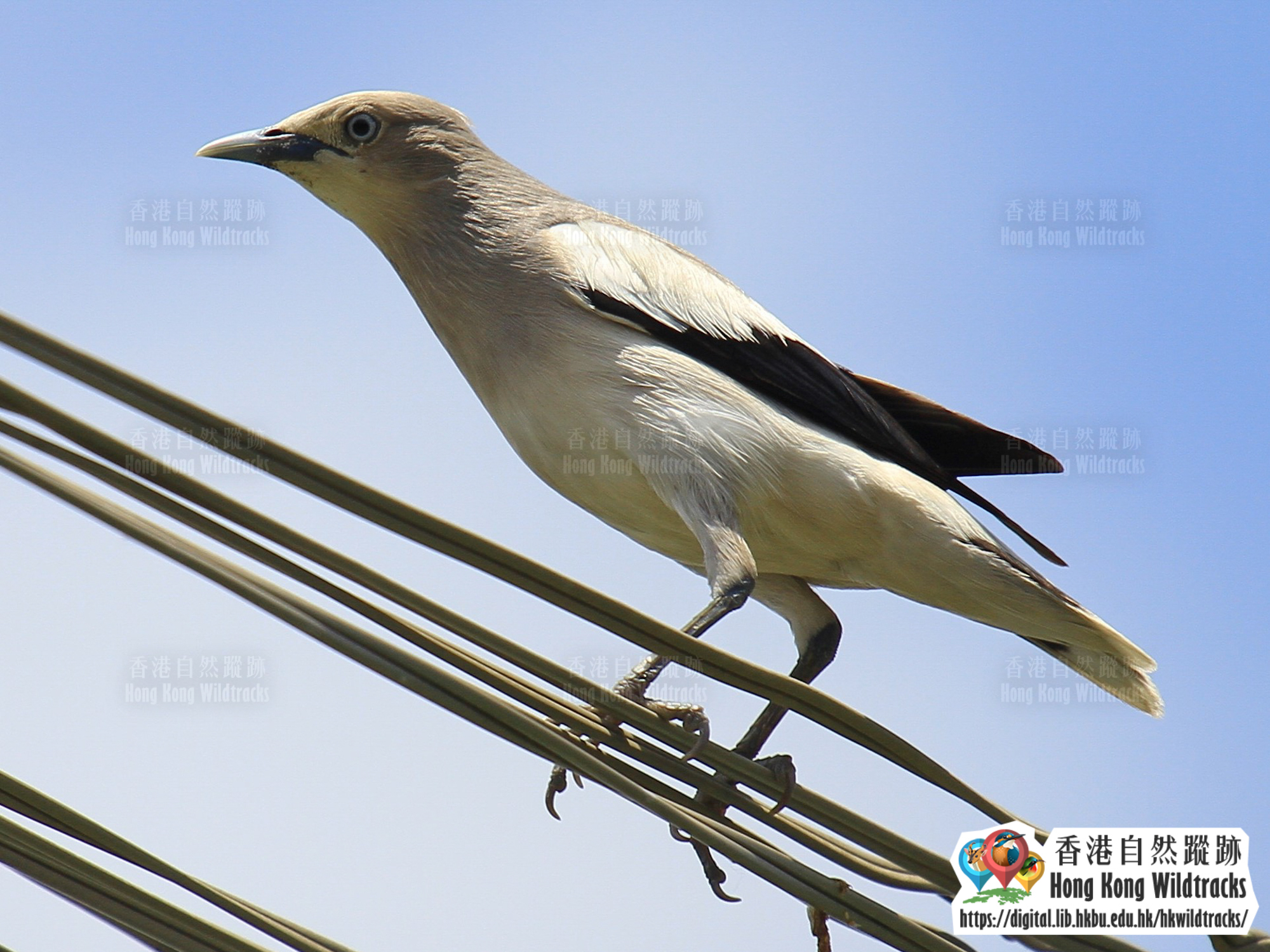 灰背椋鳥 White-shouldered Starling