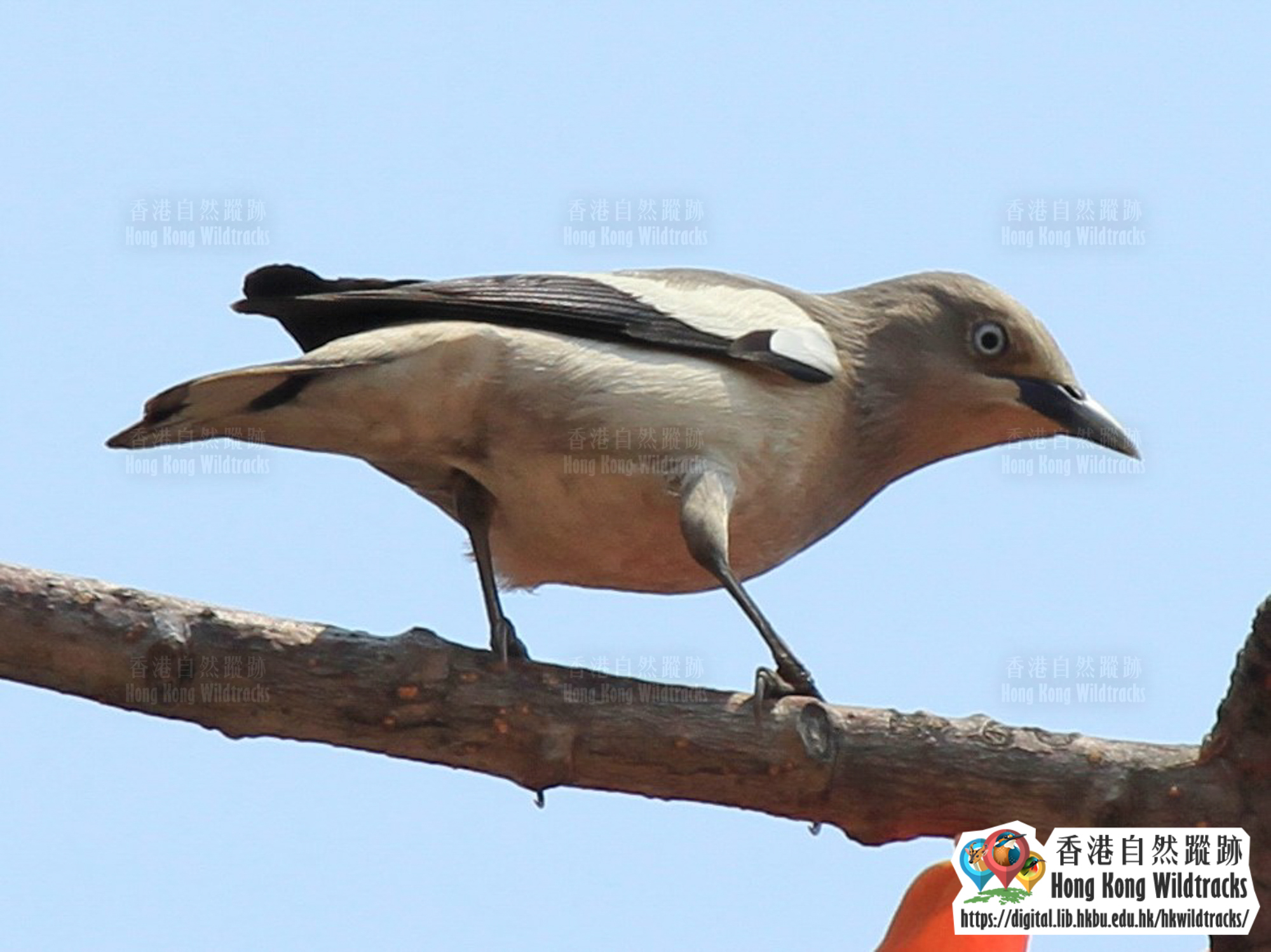 灰背椋鳥 White-shouldered Starling