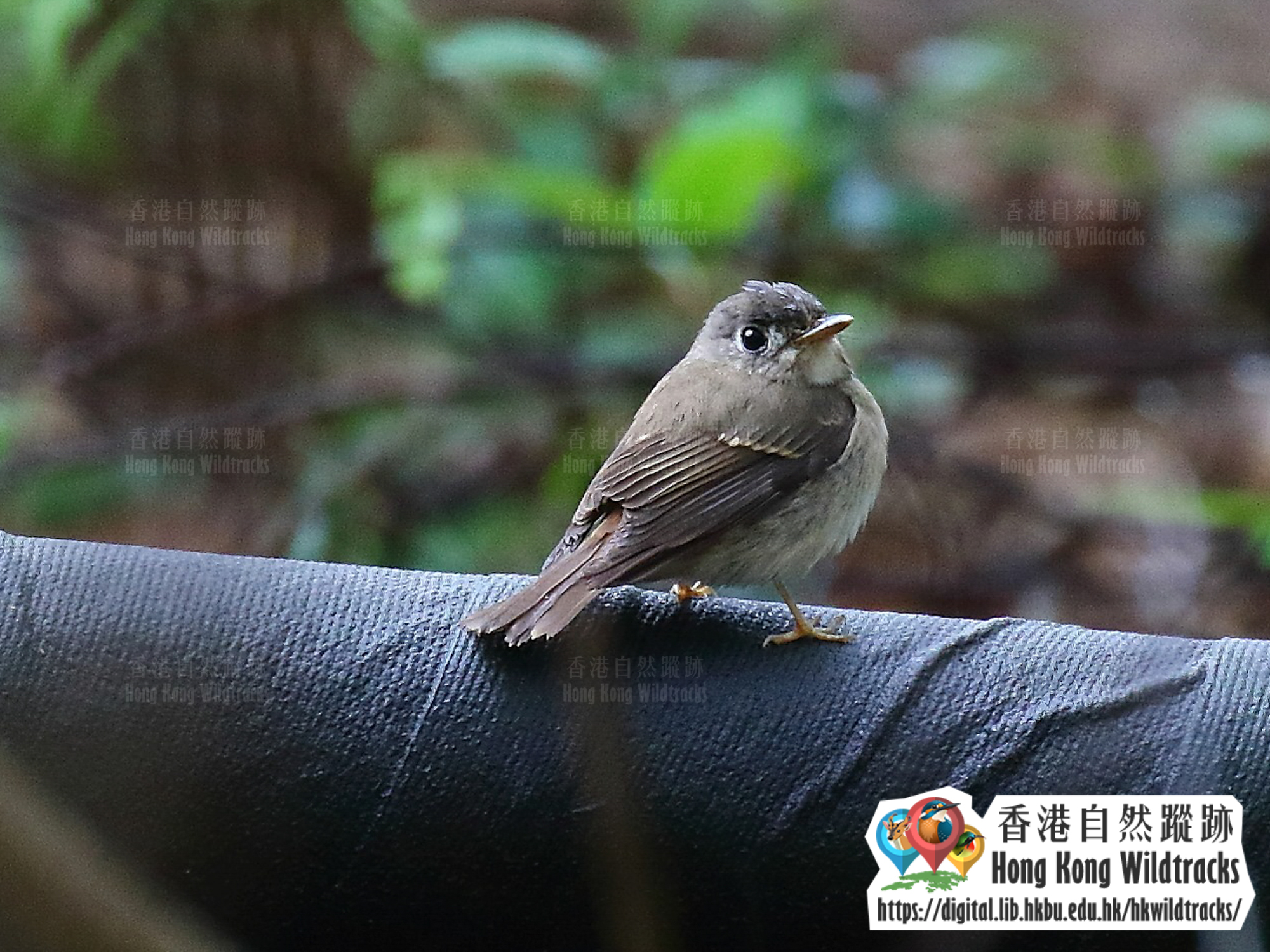 褐胸鶲 Brown-breasted Flycatcher
