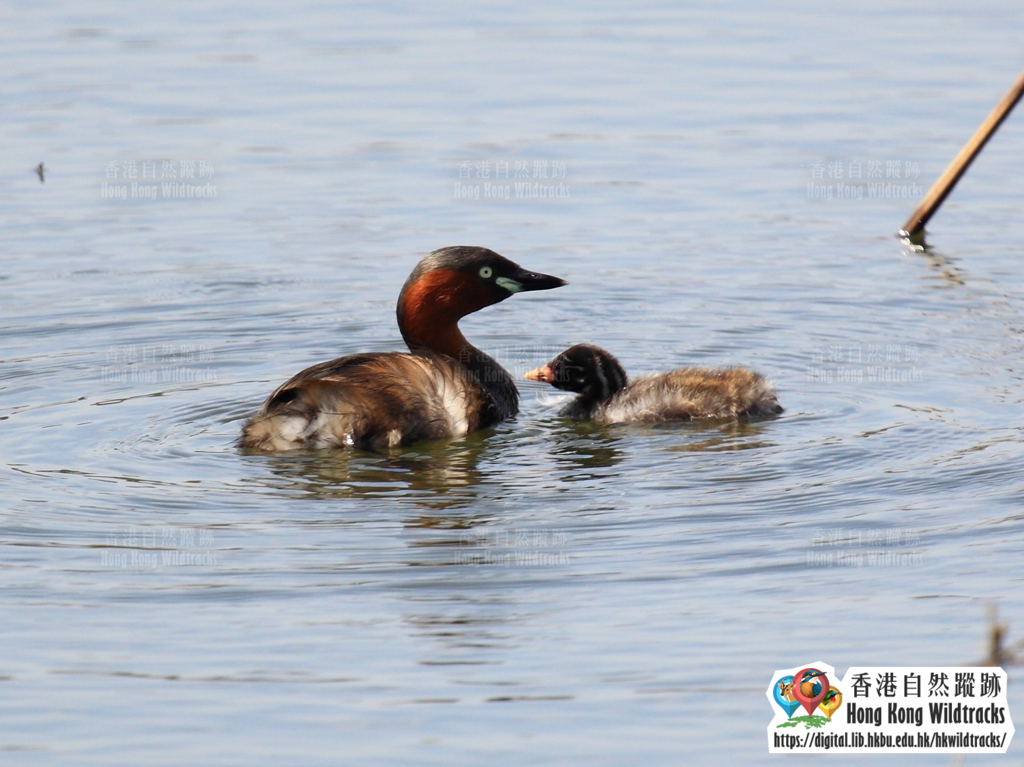 小鸊鷉 Little Grebe