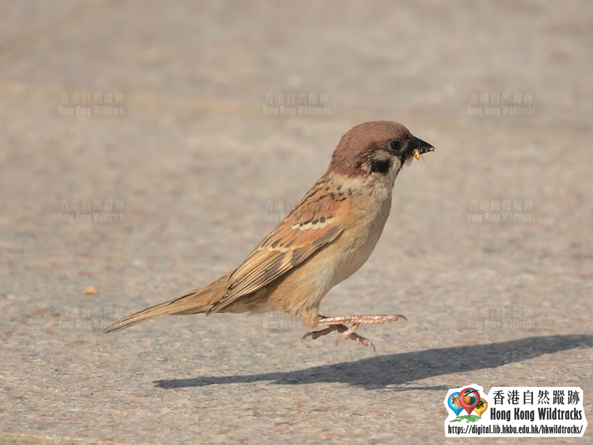 樹麻雀 Eurasian Tree Sparrow
