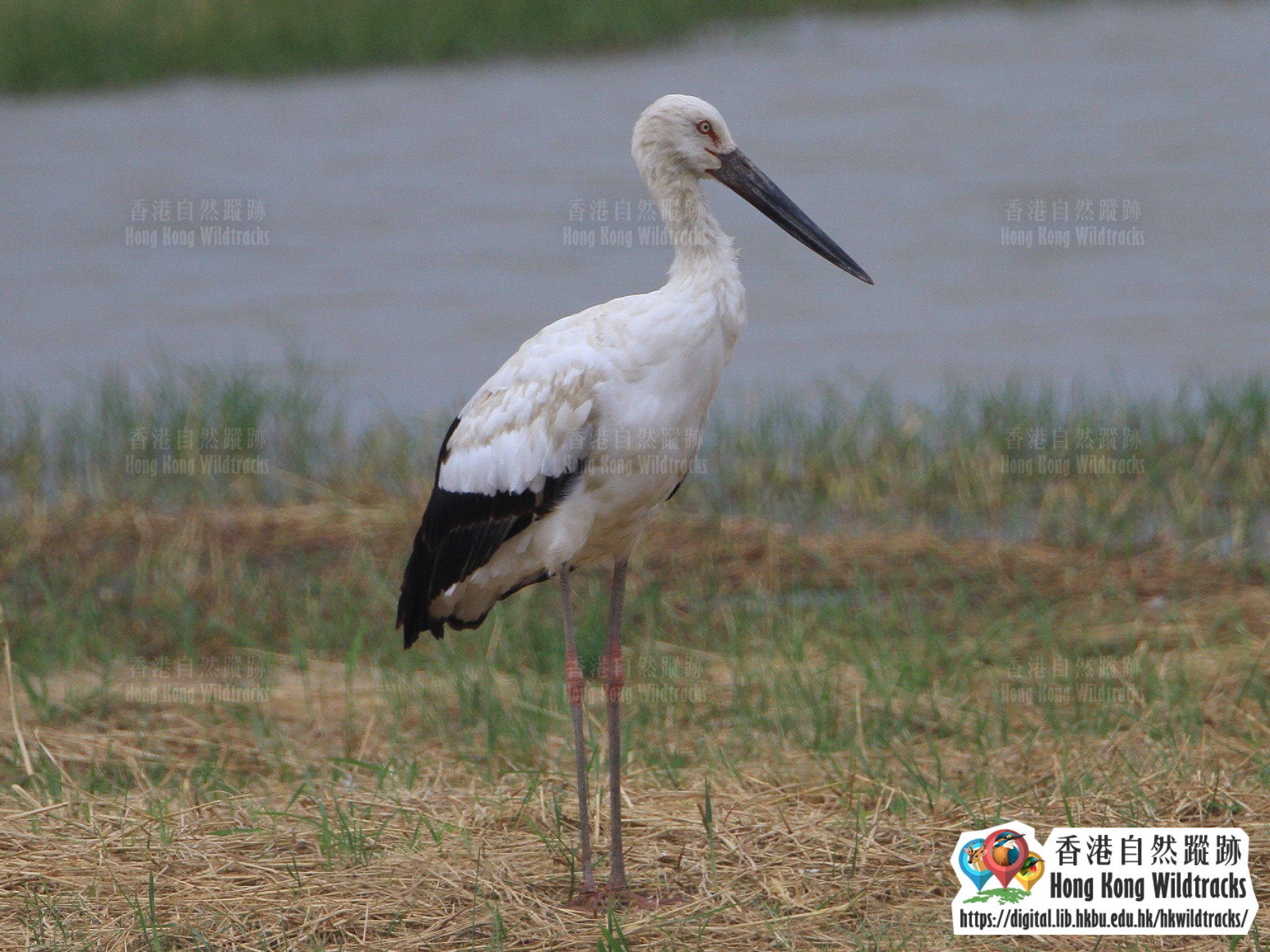 東方白鸛 Oriental Stork