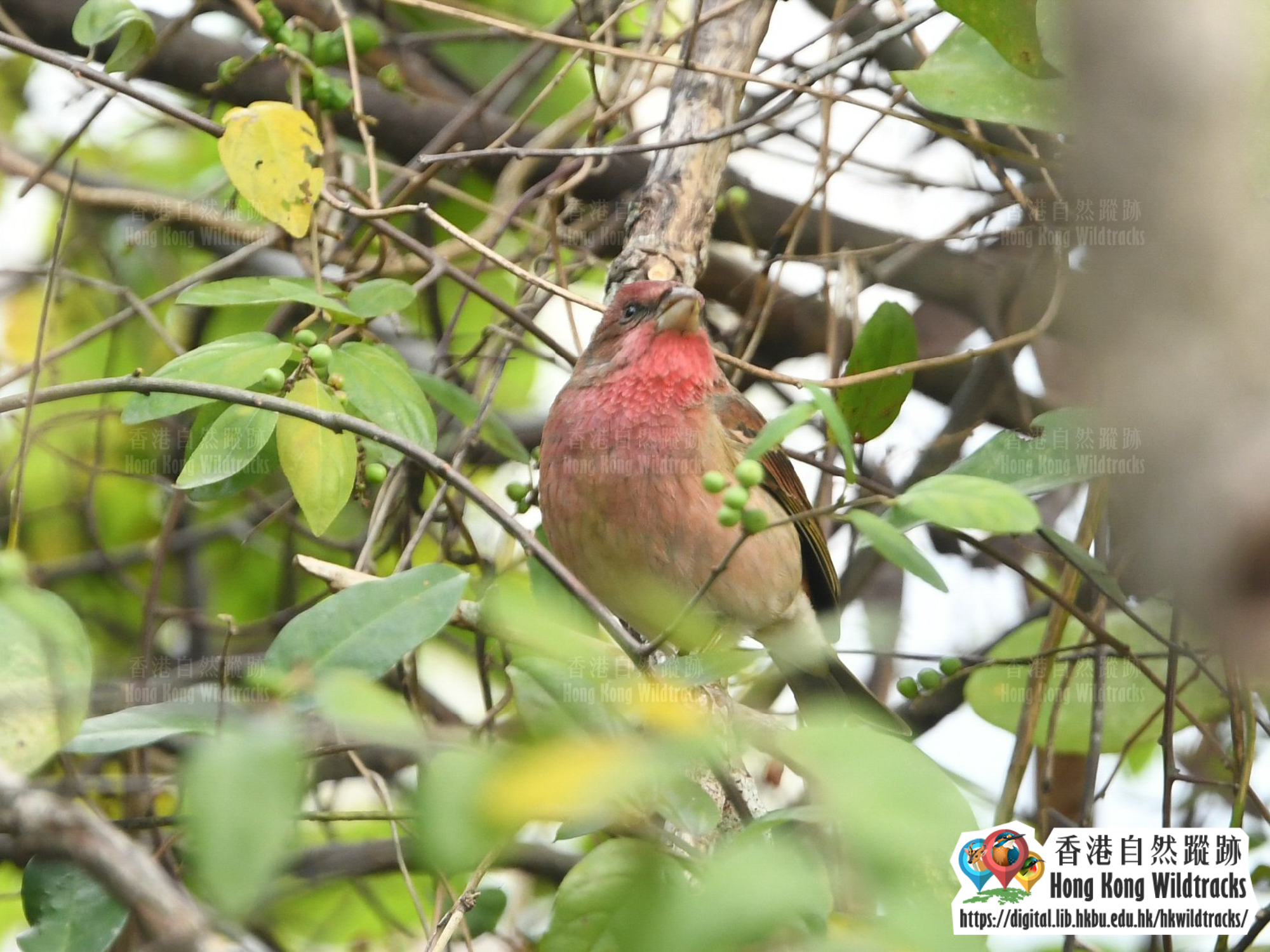 普通朱雀 Common Rosefinch