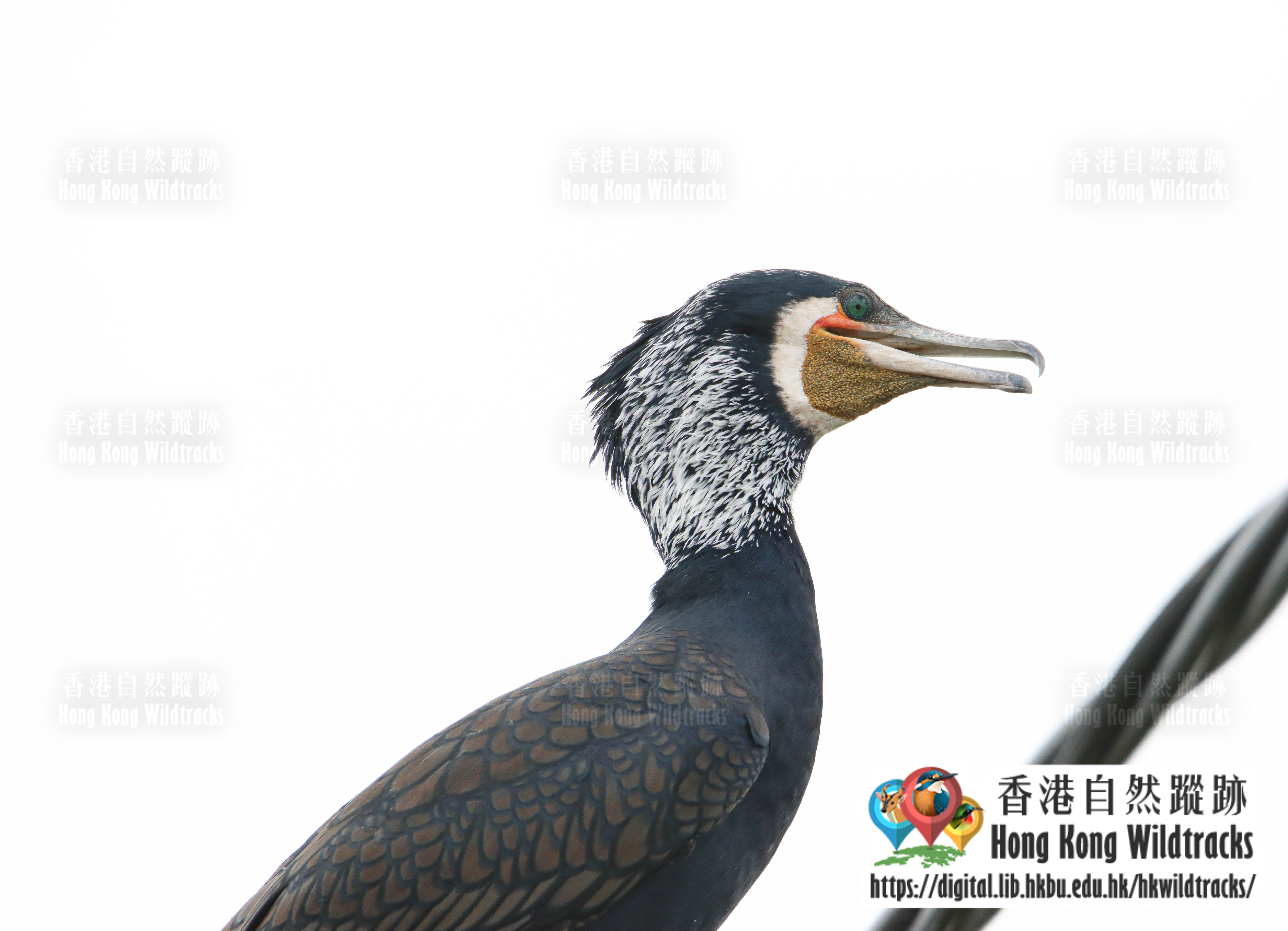 普通鸕鷀 Great Cormorant