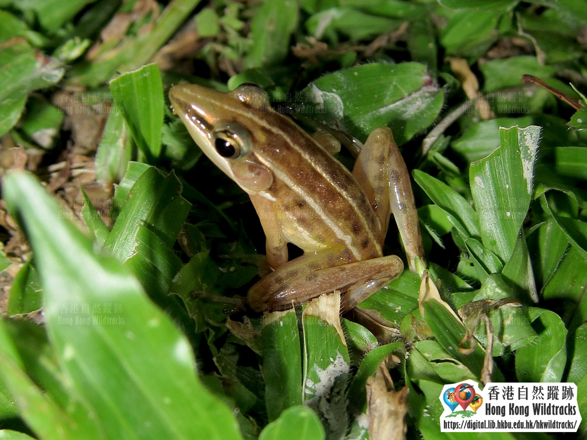 長趾蛙 Three-striped Grass Frog