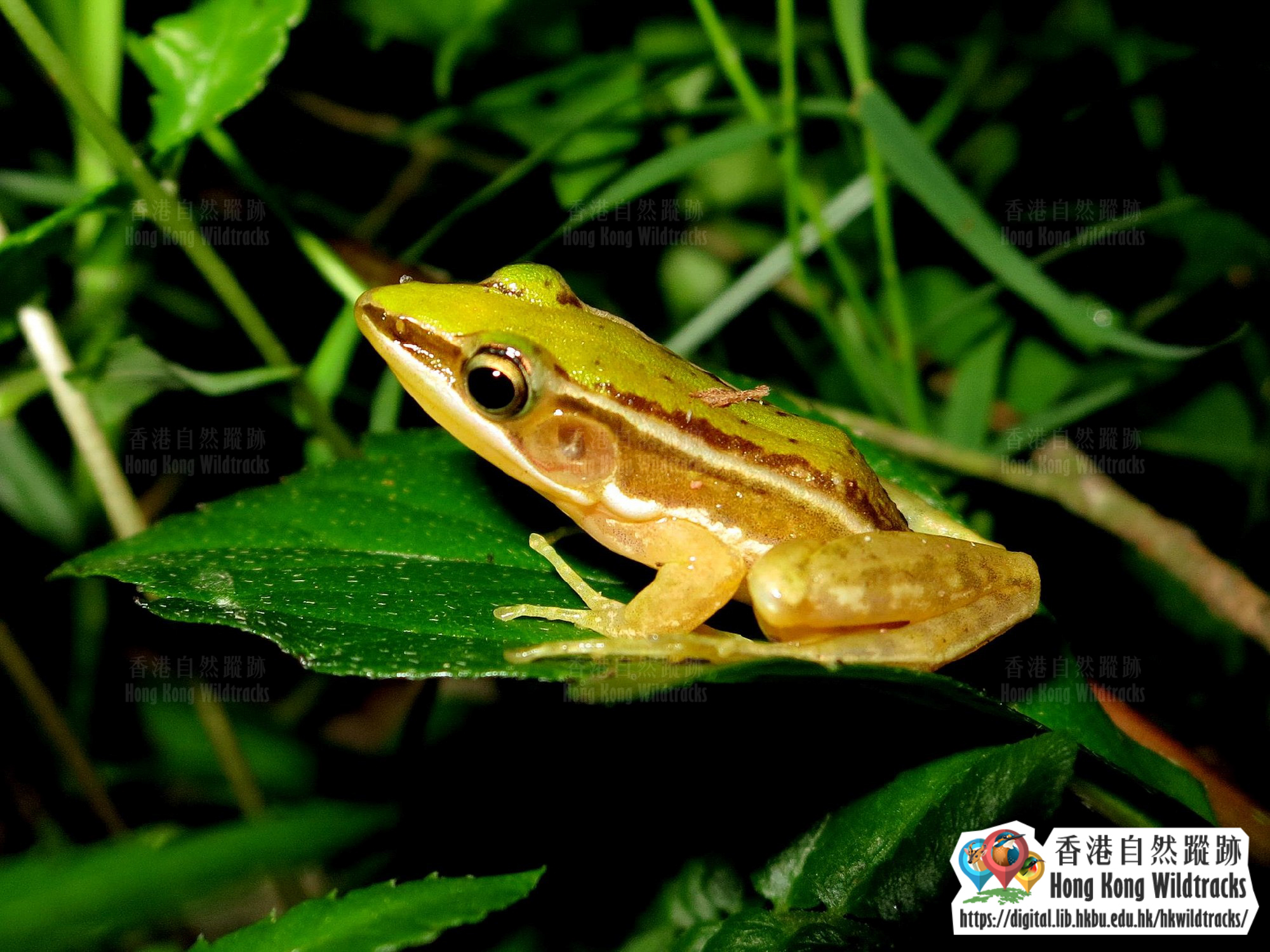 台北蛙 Two-striped Grass Frog