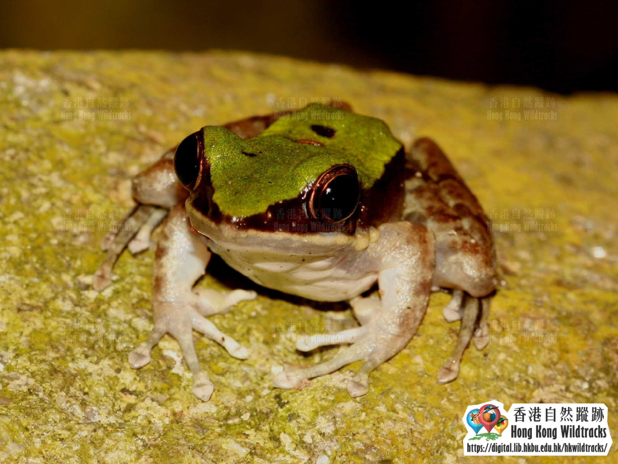 大綠蛙 Green Cascade Frog