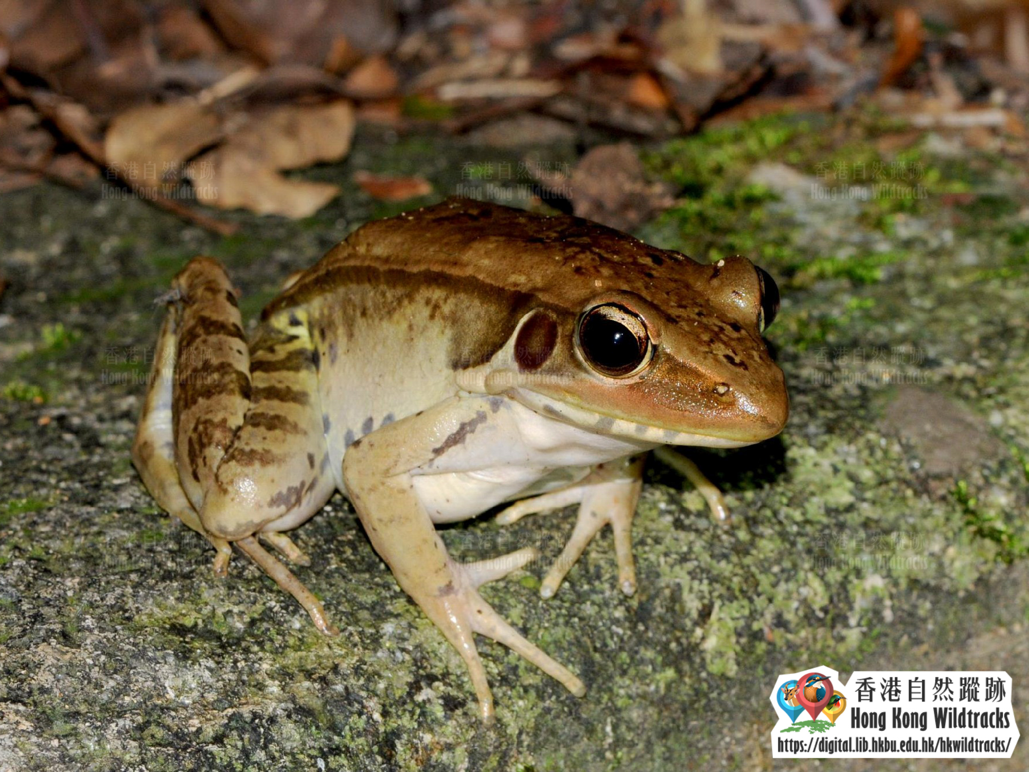 Hong Kong Wildtracks