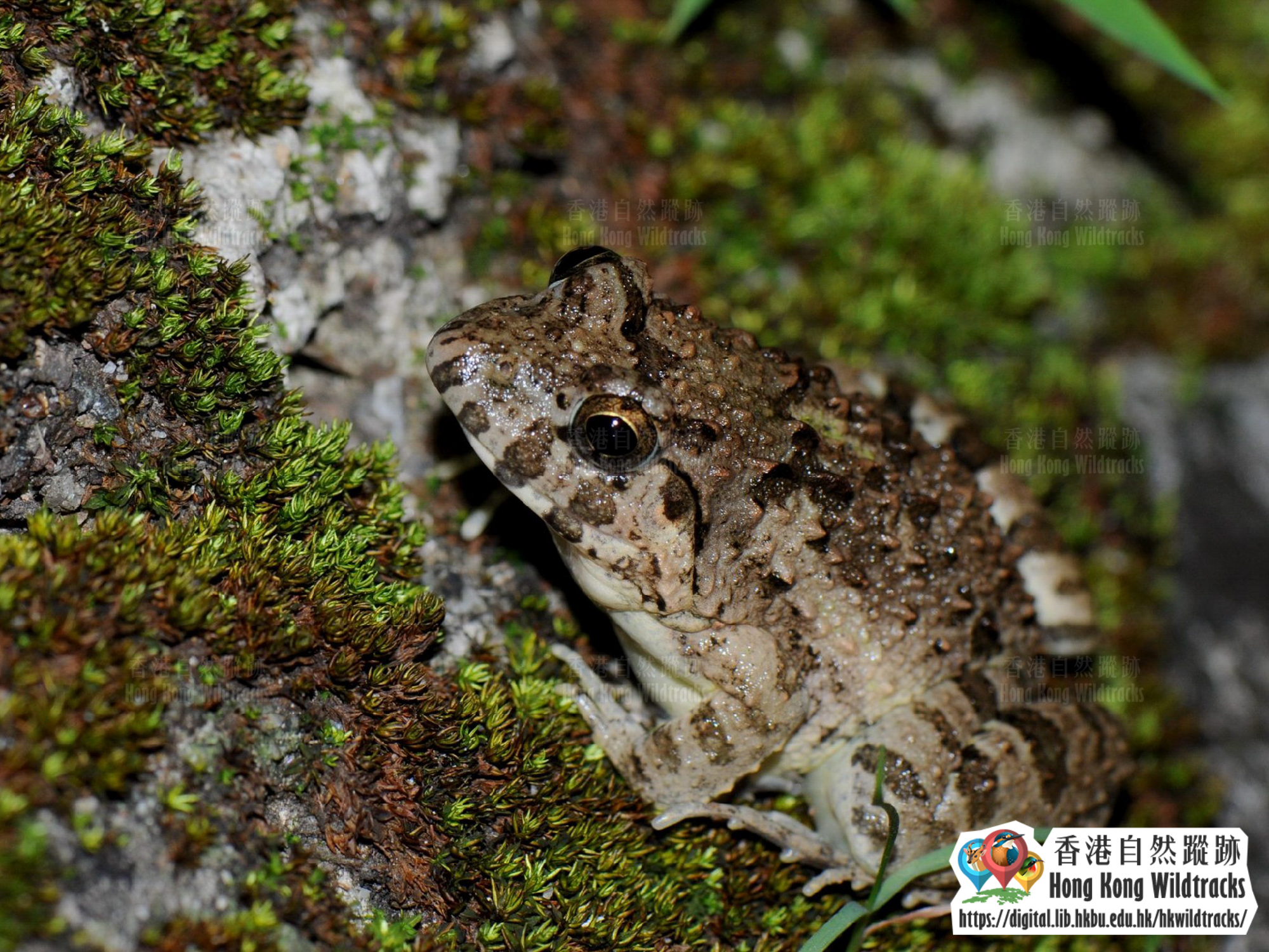 澤蛙 Paddy Frog/terrestrial Frog