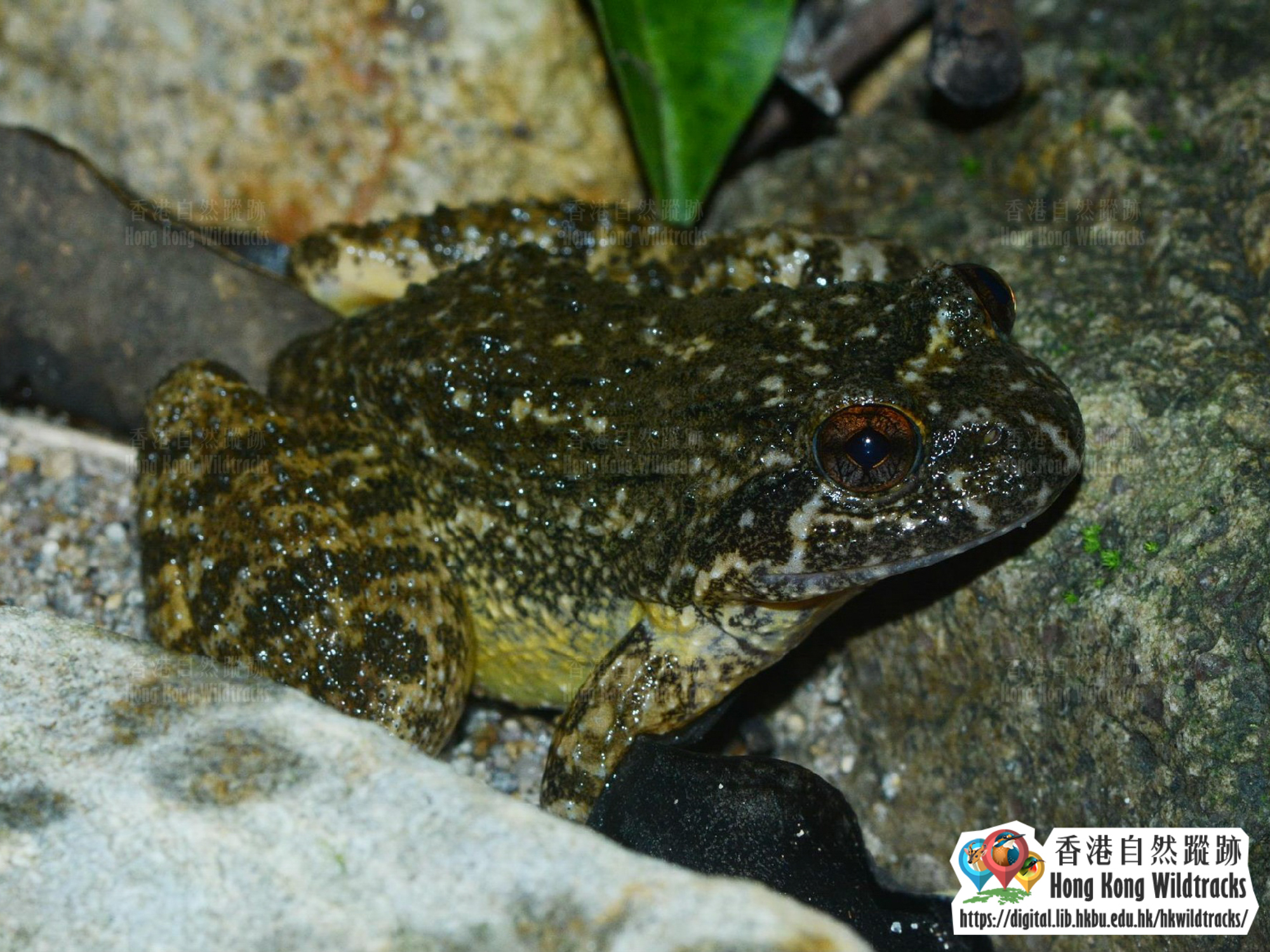 小棘蛙 Lesser Spiny Frog