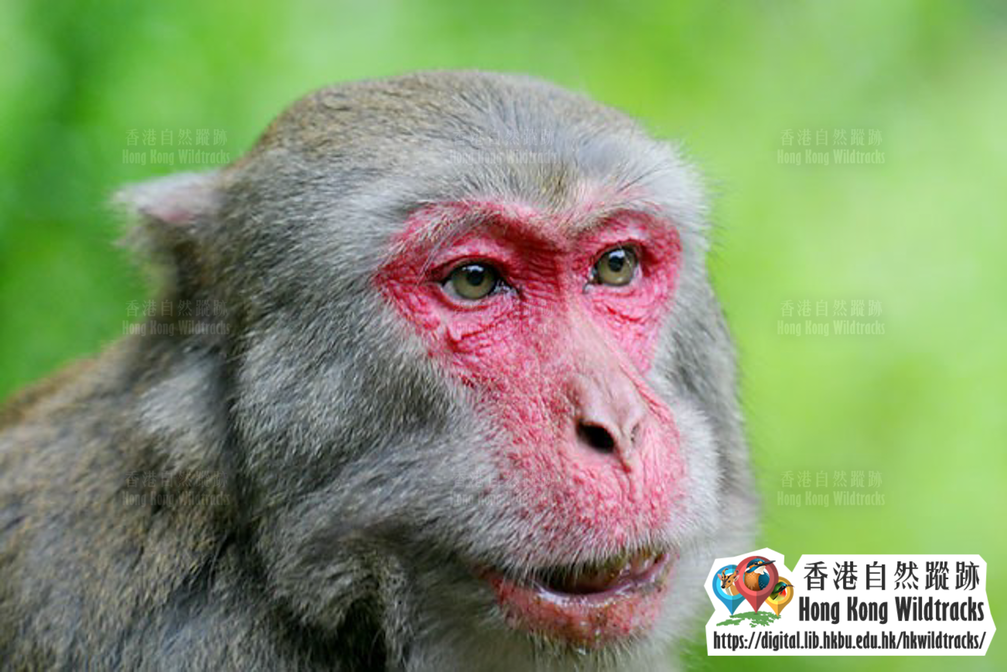 獼猴 Rhesus Macaque