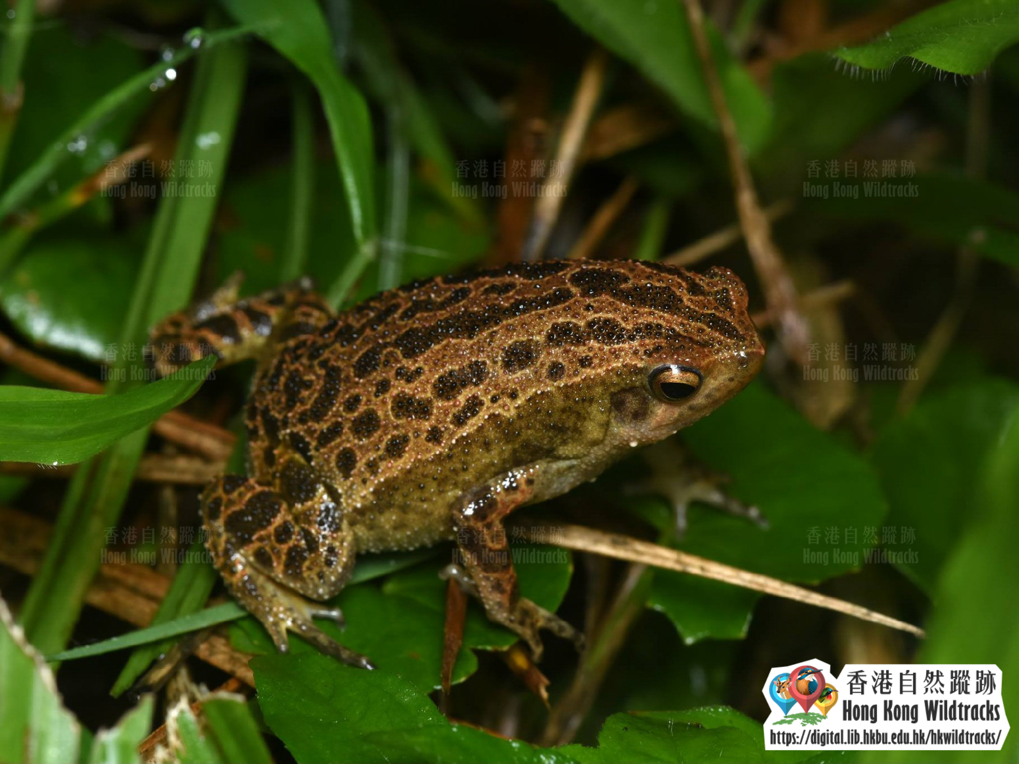 花細狹口蛙 Spotted Narrow-mouthed Frog