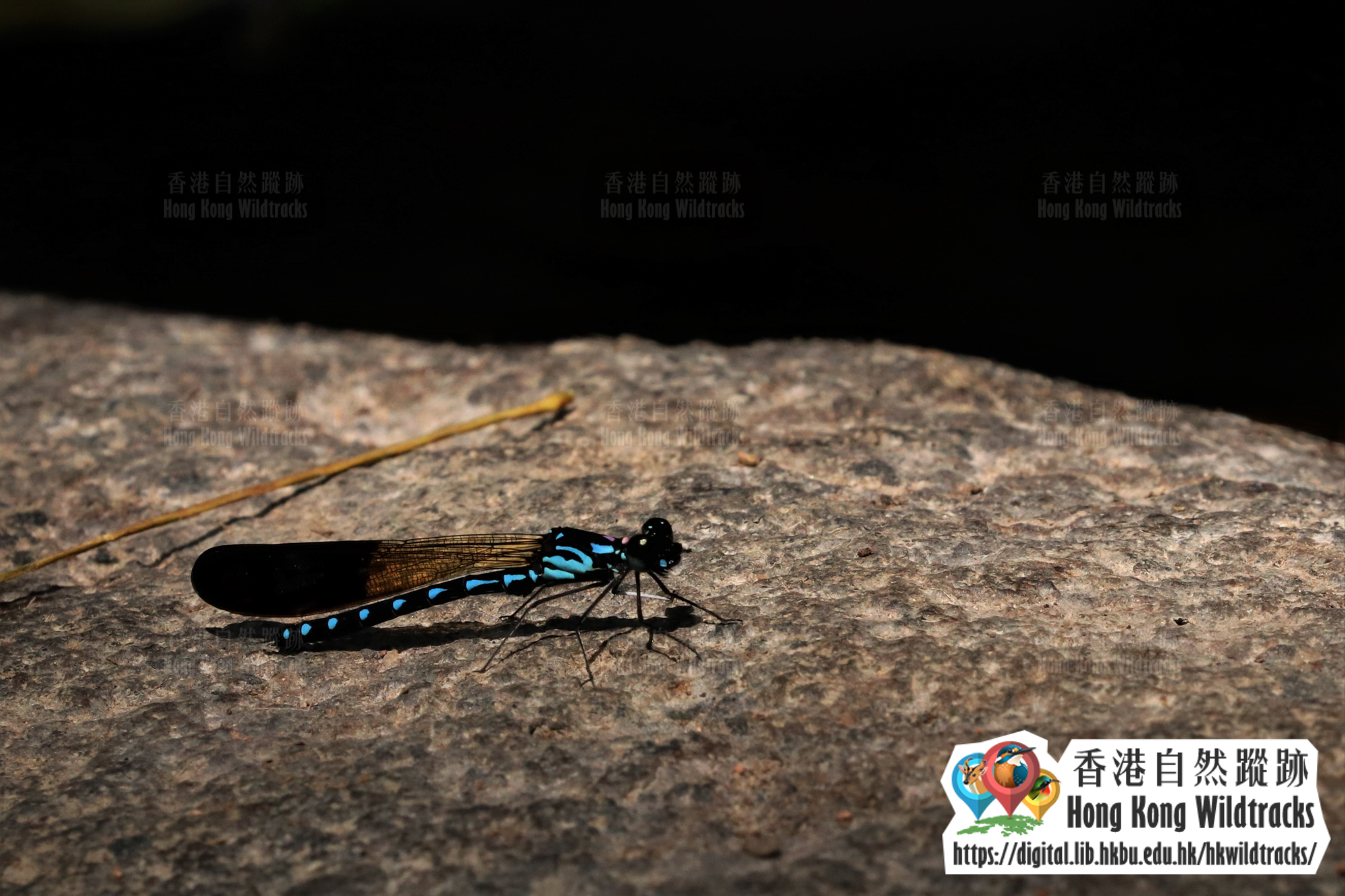 Blue Jewel(male) Photo credit:  Ivan Lam