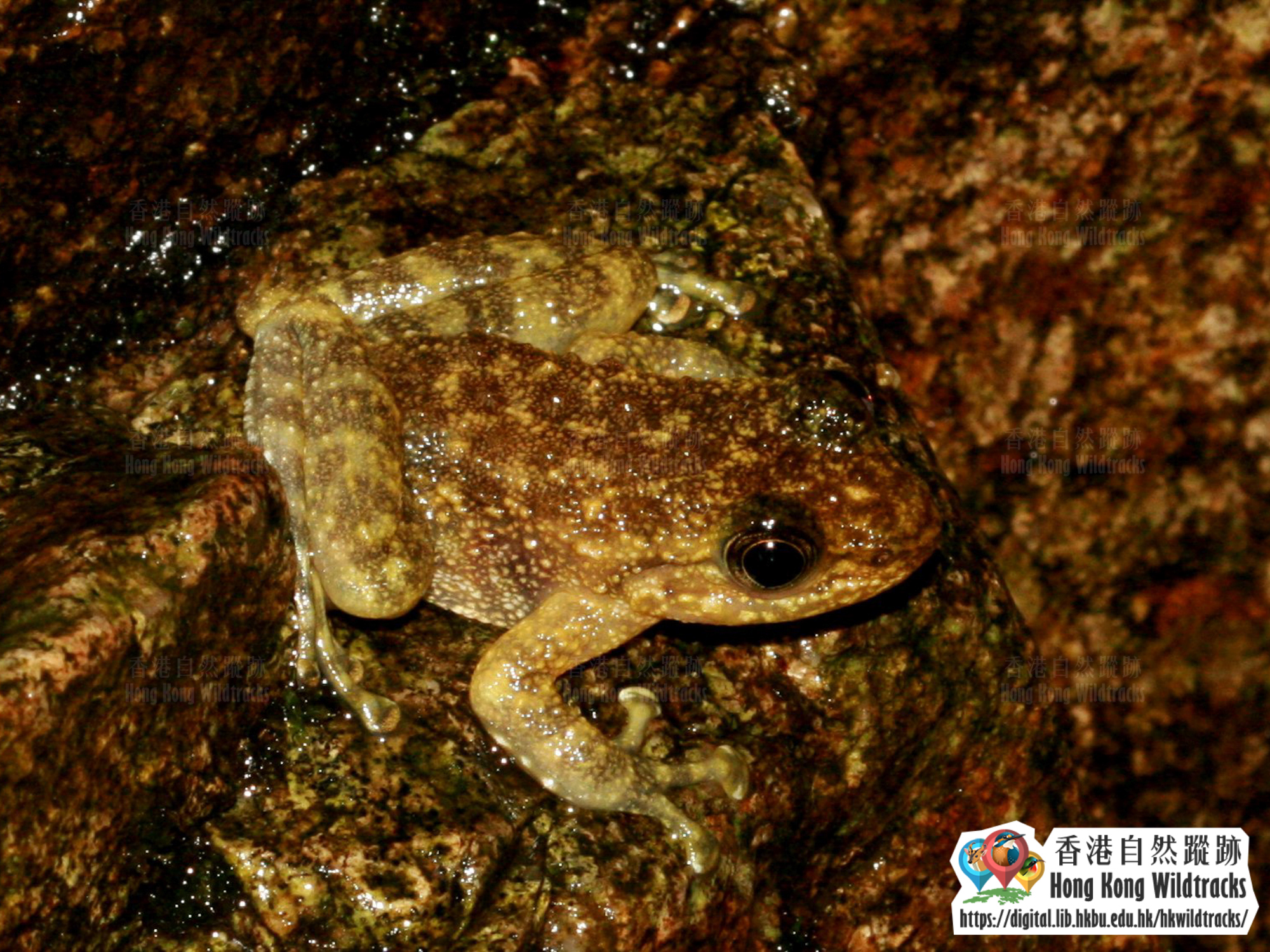 Hong Kong Cascade Frog Photo credit:  Ivan Tse