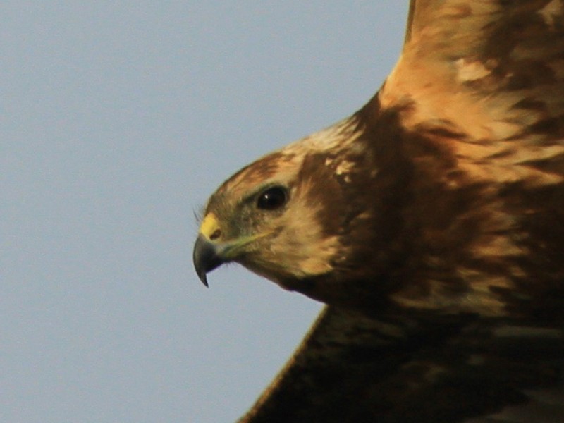 Eastern Marsh Harrier