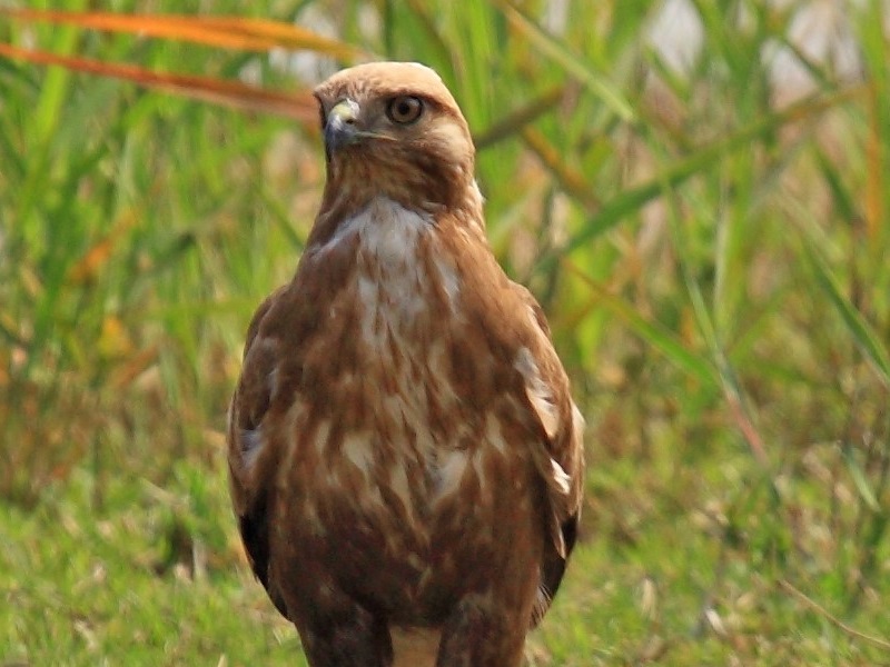 Eastern Buzzard