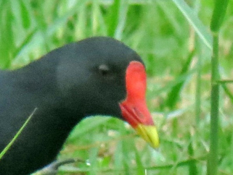 Common Moorhen