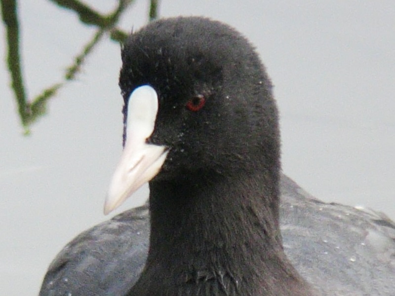 Eurasian Coot