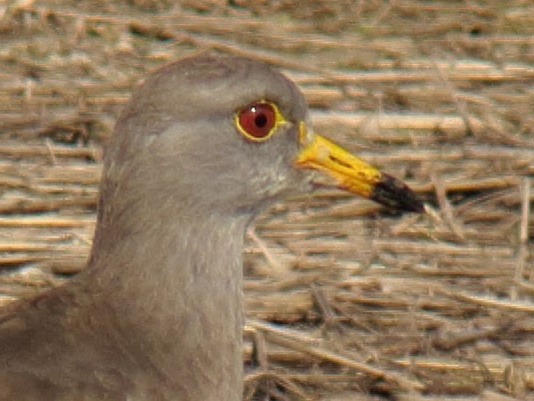 Grey-headed Lapwing