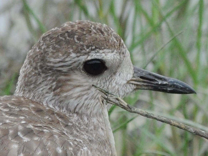 Grey Plover