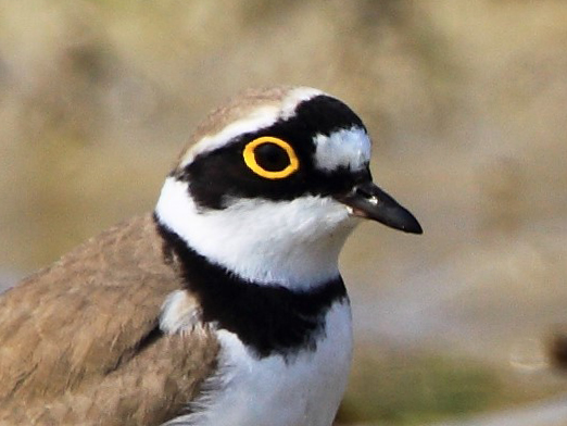 Little Ringed Plover