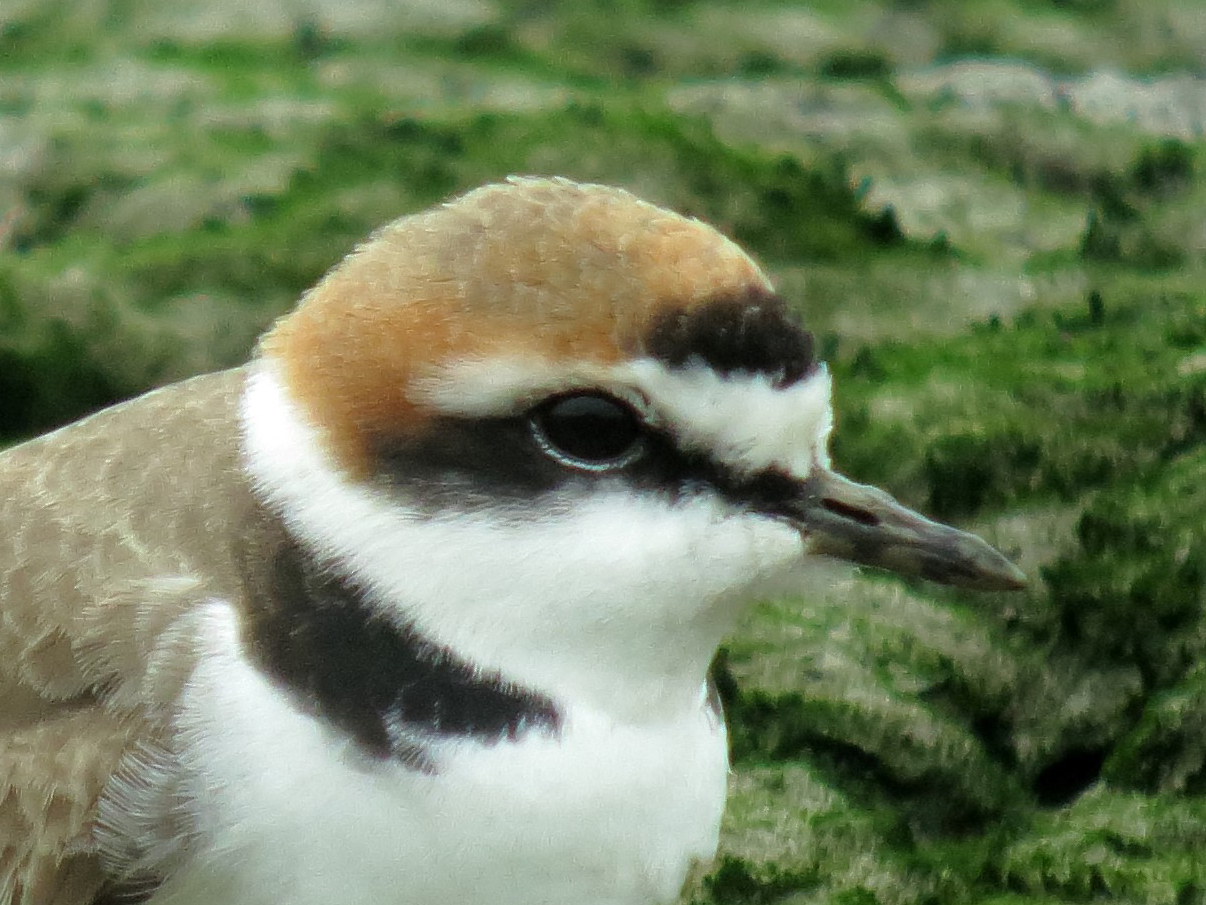 Kentish Plover