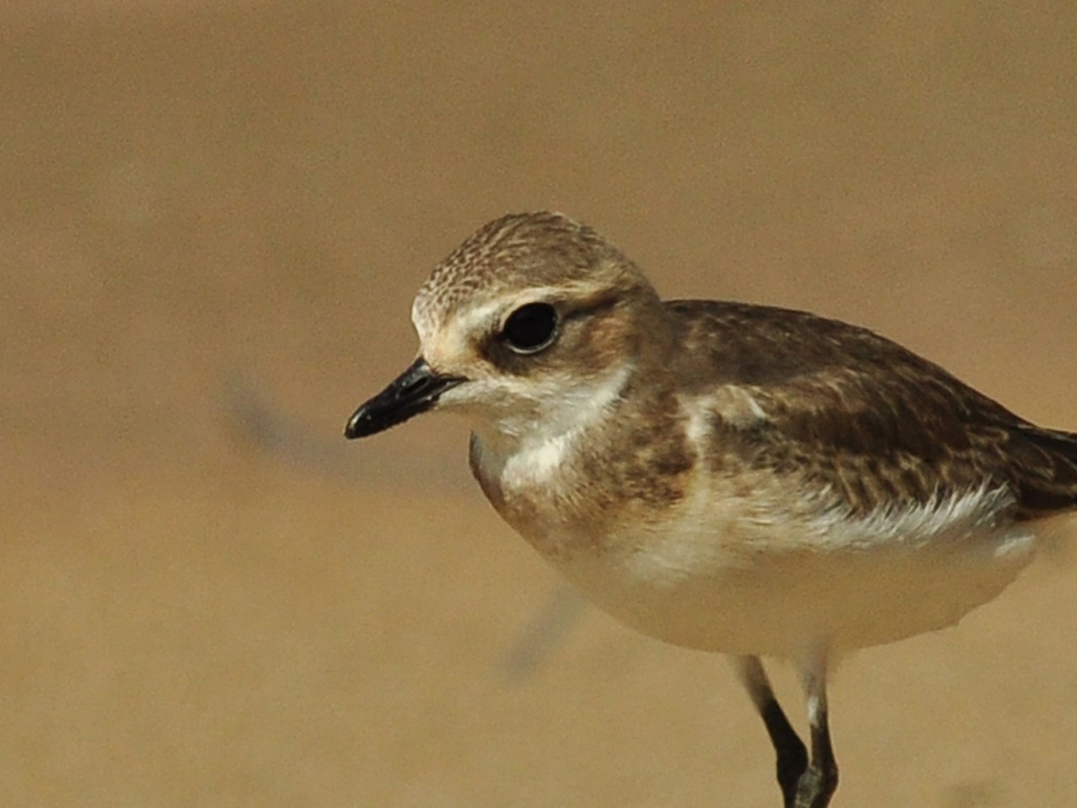 Lesser Sand Plover