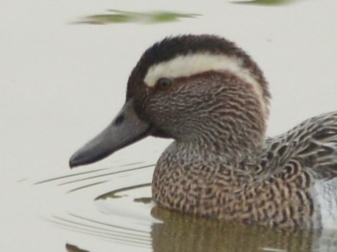 Garganey