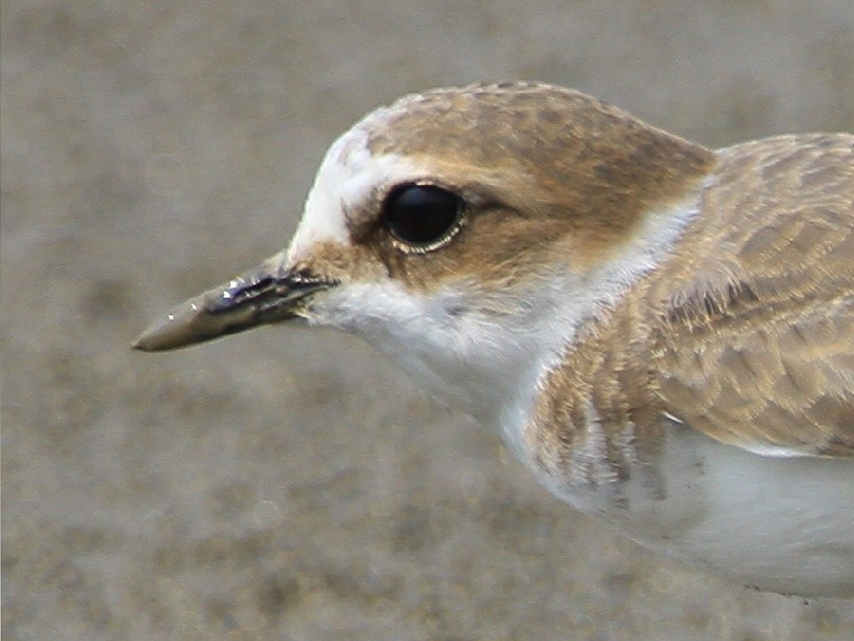 Greater Sand Plover