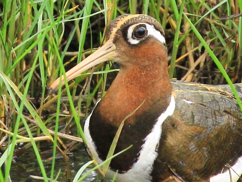 Greater Painted-snipe