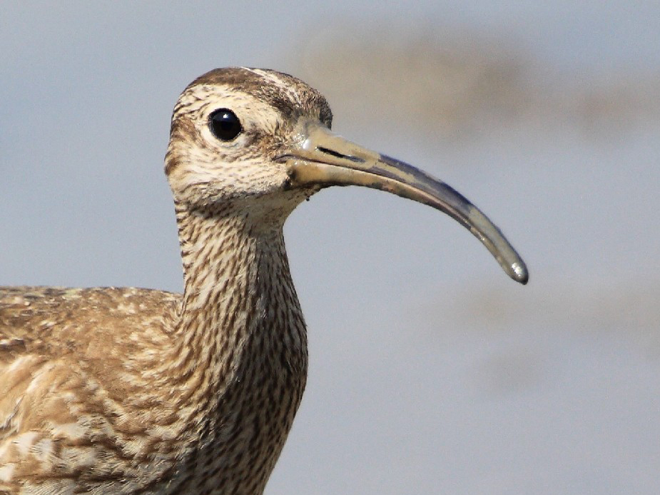 Eurasian Whimbrel